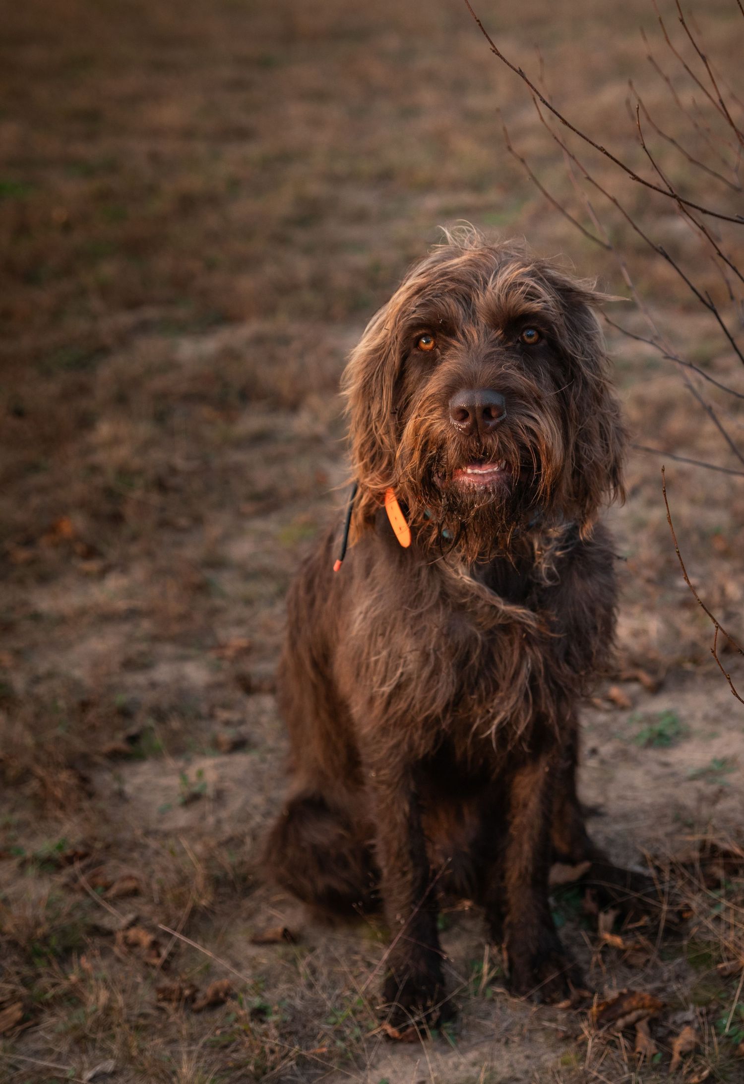 A brown shaggy dog with long fur stands in a natural outdoor setting during autumn or winter.