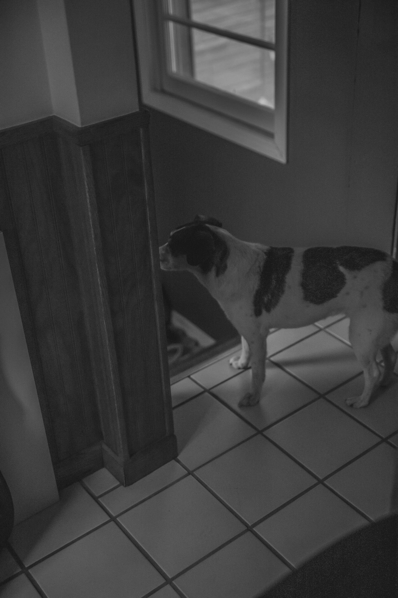 Black and white cat standing on tiled floor near mirror and window in dimly lit room.