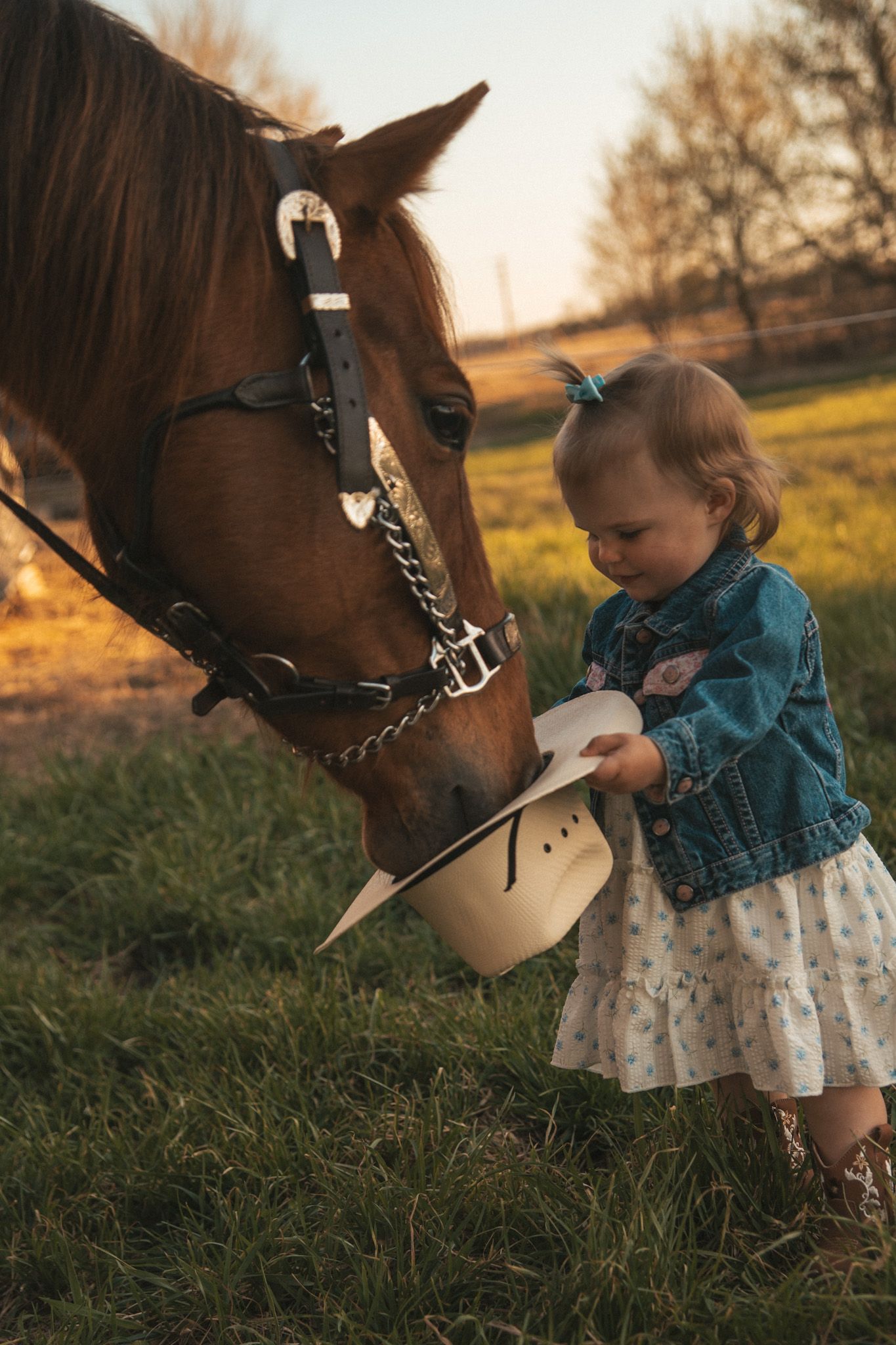 Adorable toddler in cowboy boots offers white hat to a chestnut horse during golden hour on a farm.