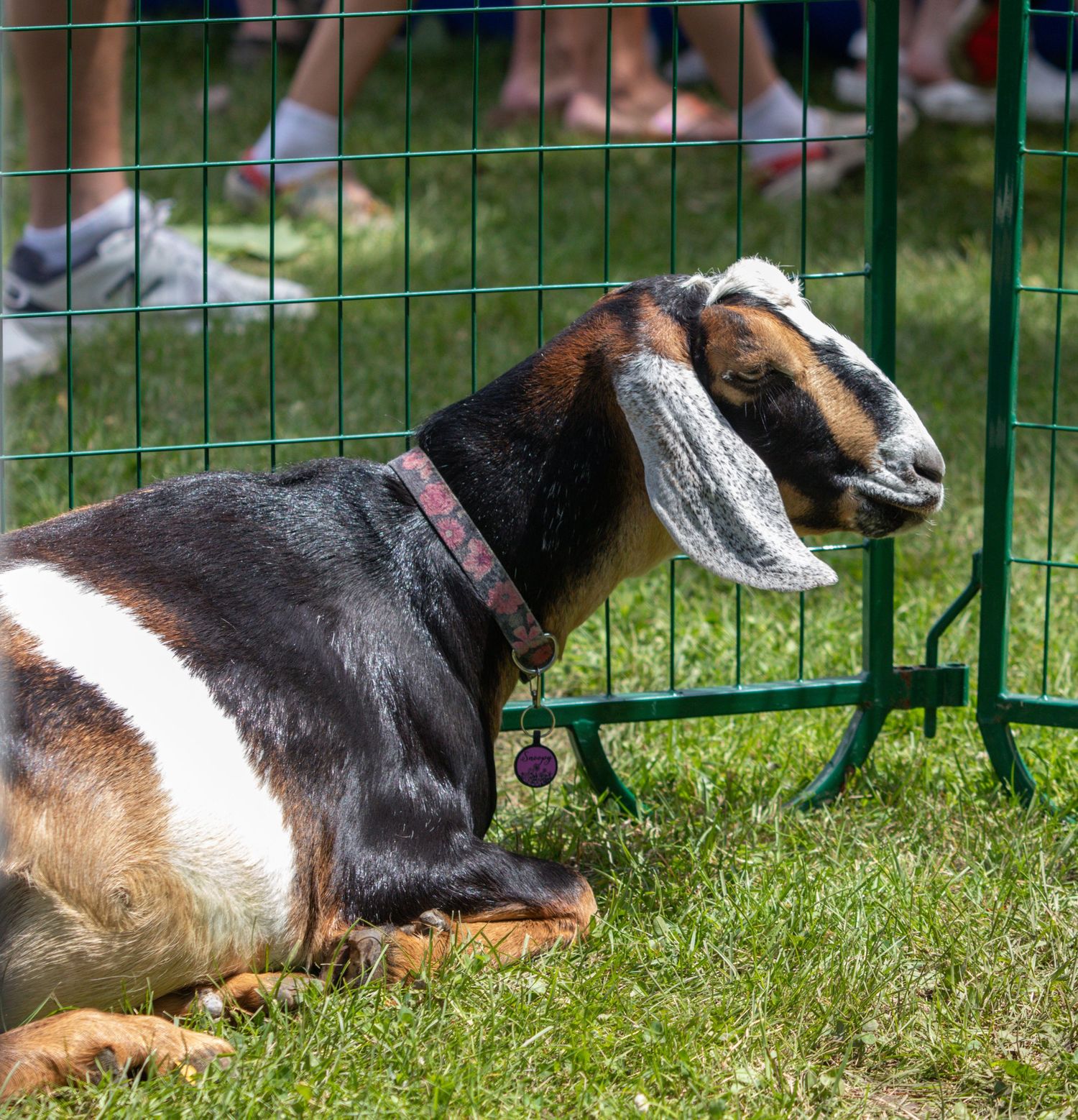 A Nubian goat with a collar resting on grass beside a green metal fence at a fair.