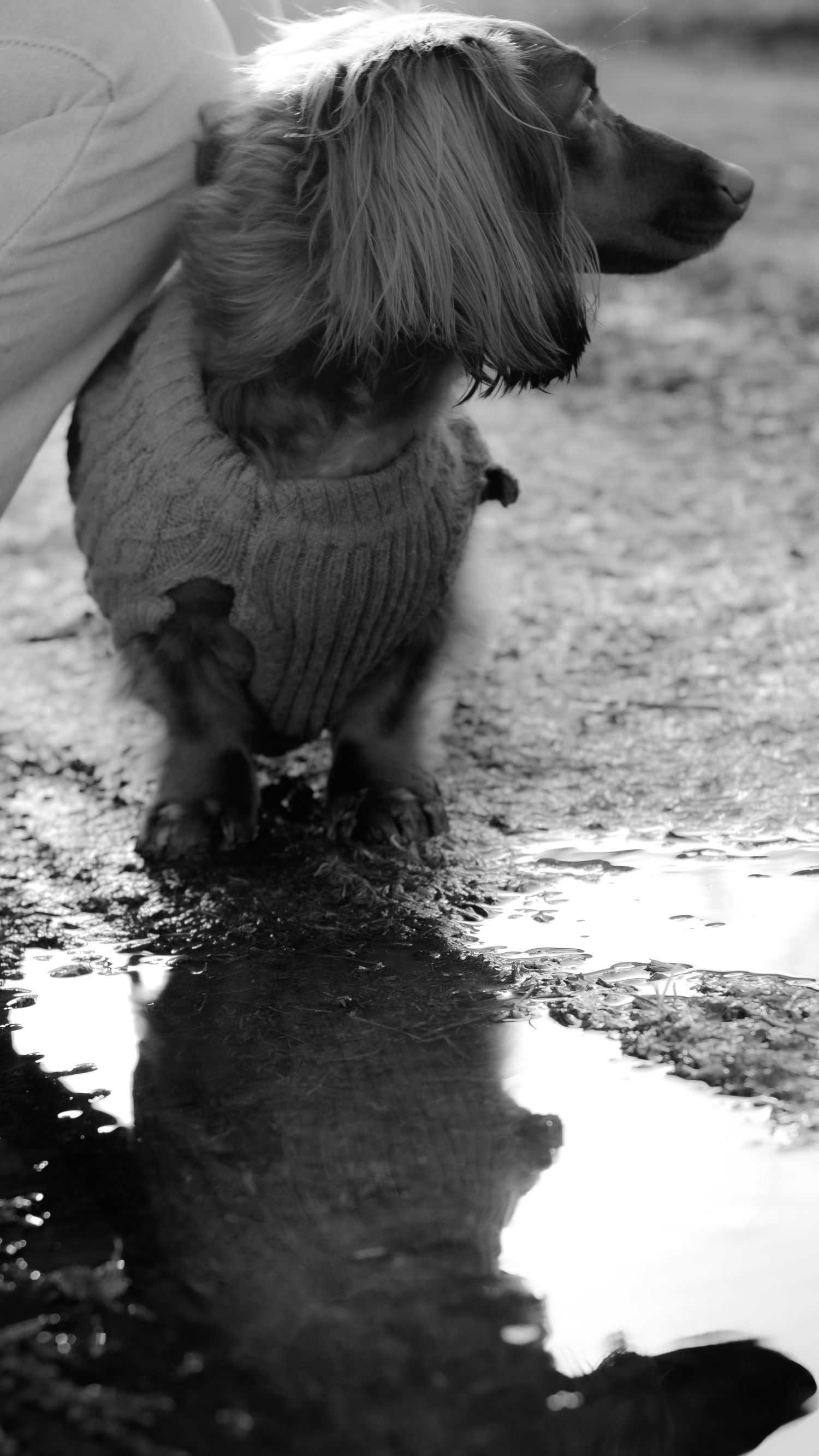 A long-haired dachshund wearing a knit sweater stands at the edge of a puddle in this black and white outdoor photo.