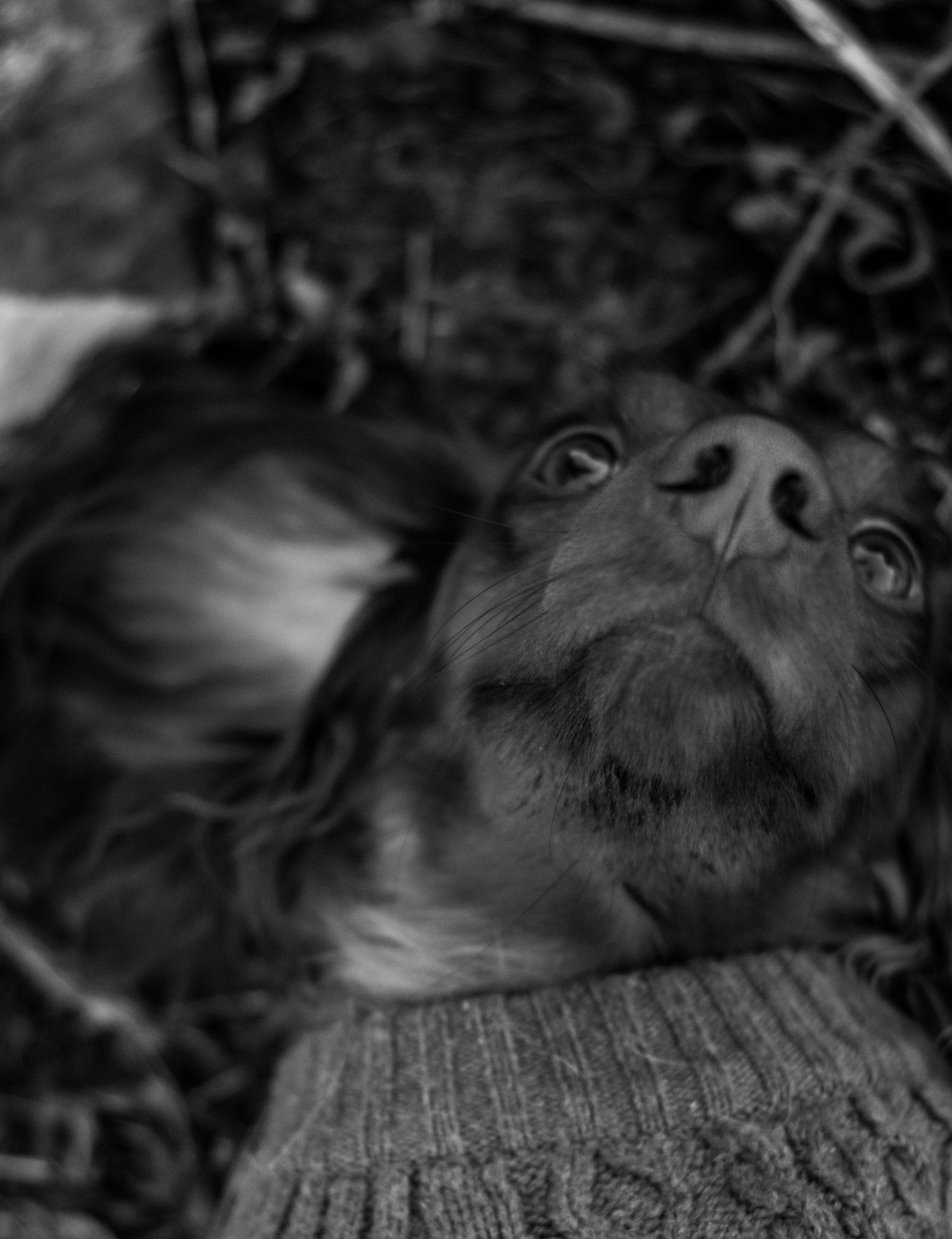 Close-up black and white portrait of a dachshund resting its head on a person.