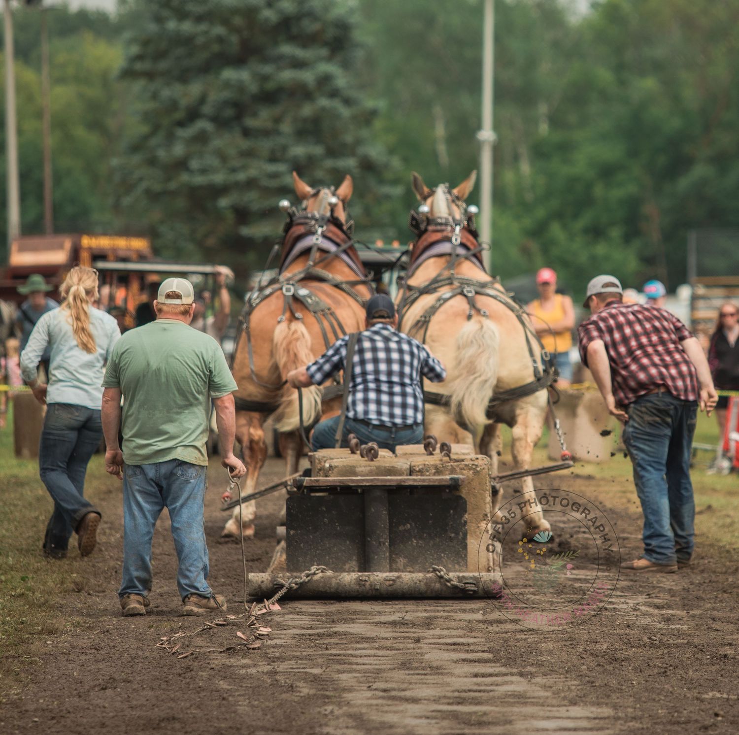 A line of draft horses pulling wooden sleds through muddy terrain during a farming demonstration event.