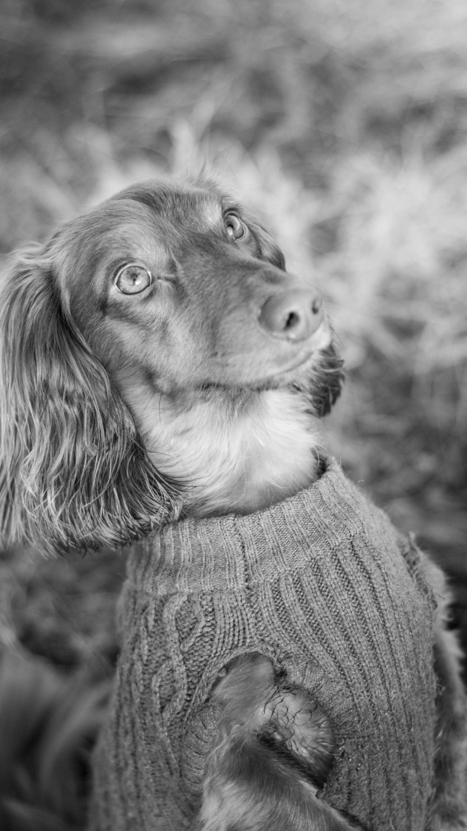 Adorable brown dachshund puppy wearing a knit sweater looking up in black and white photo.