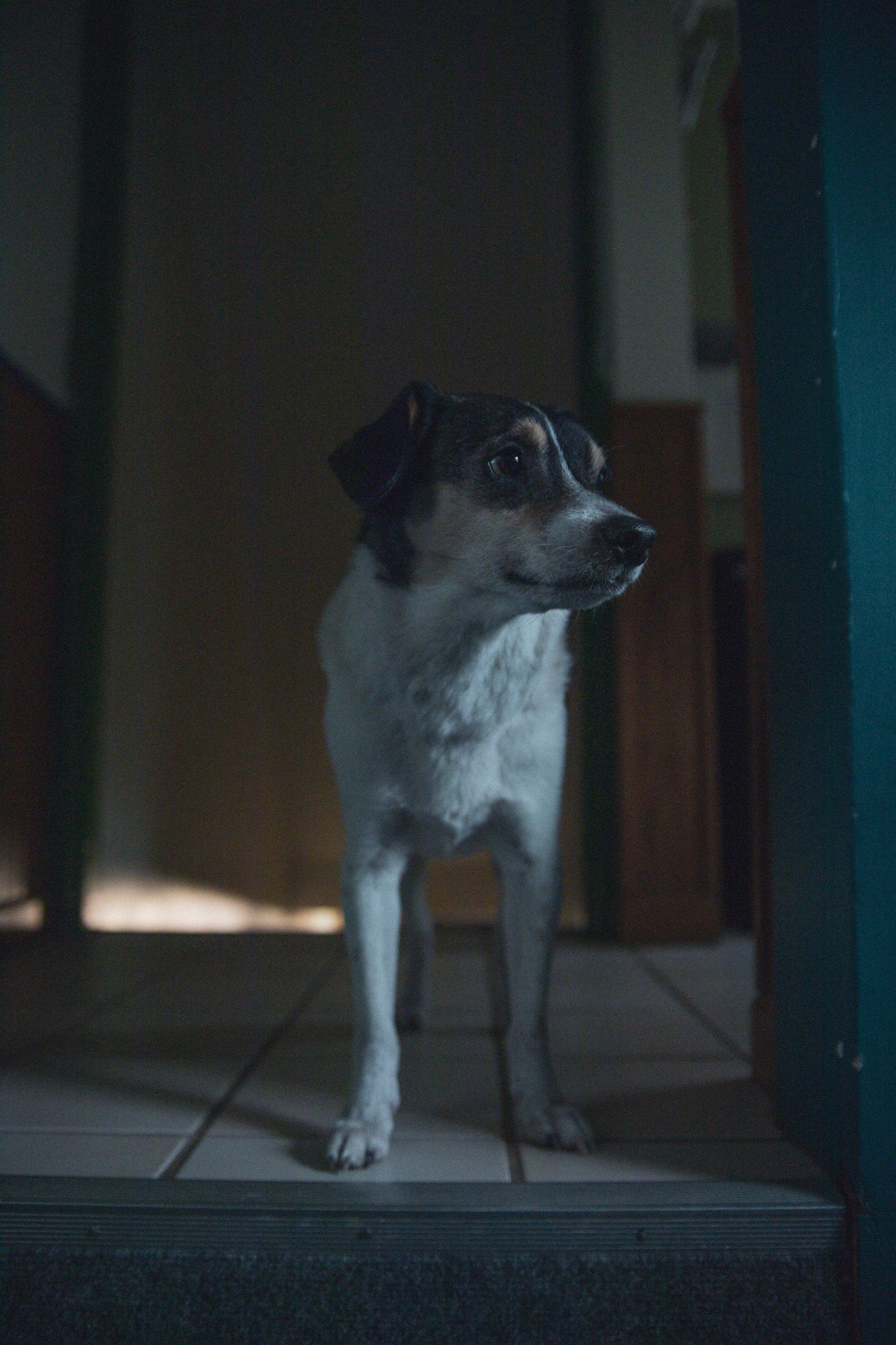 A small Jack Russell Terrier dog stands alertly on a tiled floor in a dimly lit doorway.