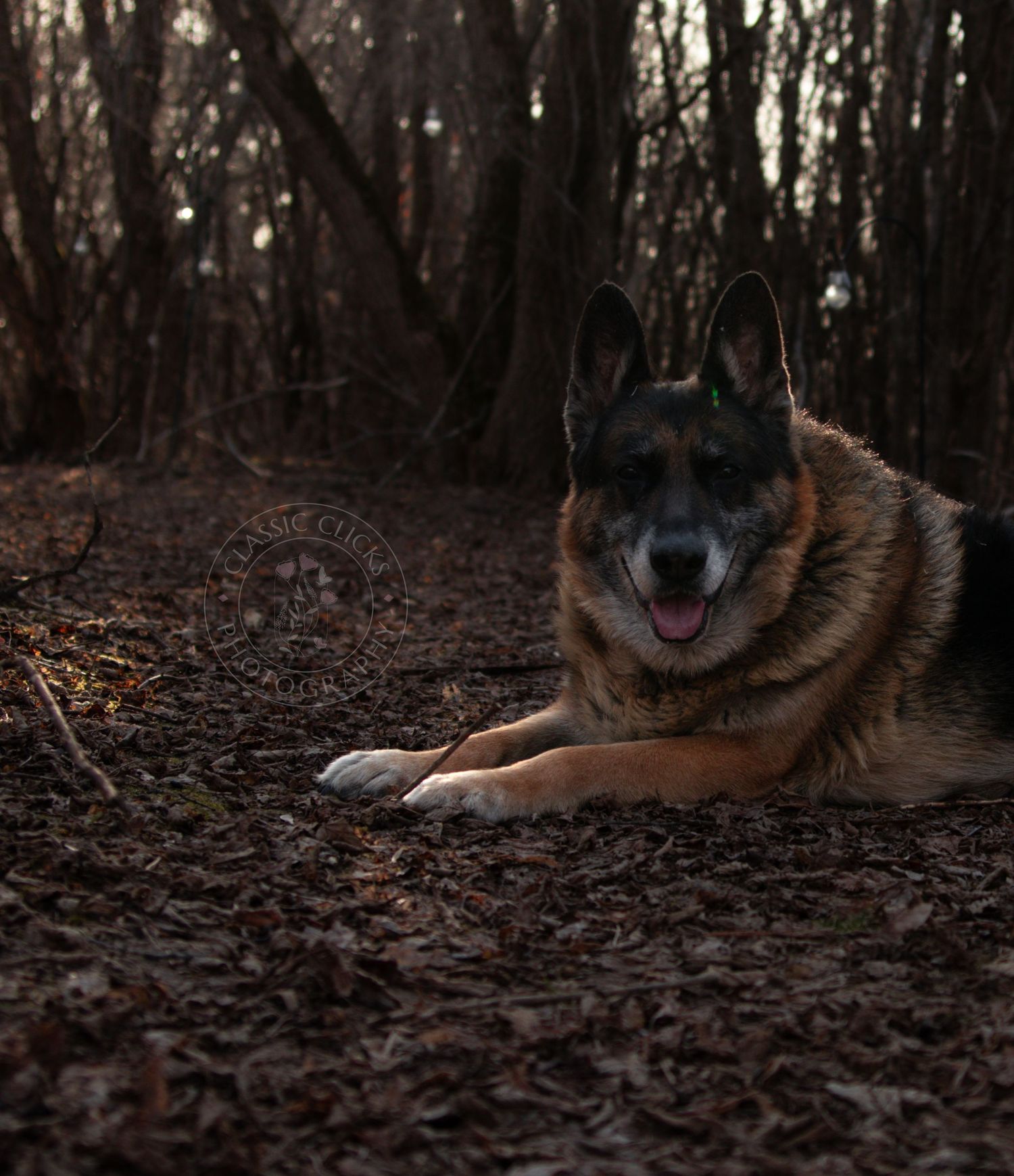 A German Shepherd dog lying on fallen leaves in a dark forest, looking alert with mouth open.