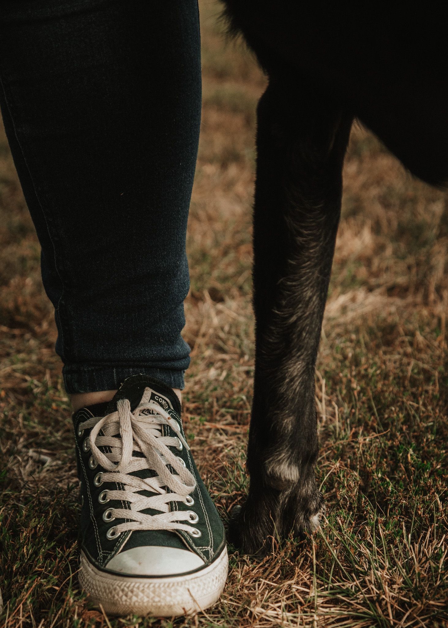 A person wearing dark green Converse sneakers and jeans stands beside a black dog on dry grass.