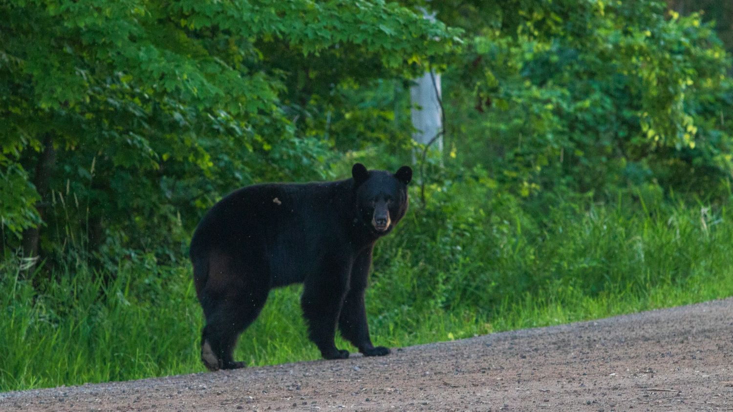 A black bear stands on a dirt road near green vegetation with its head turned to the side.