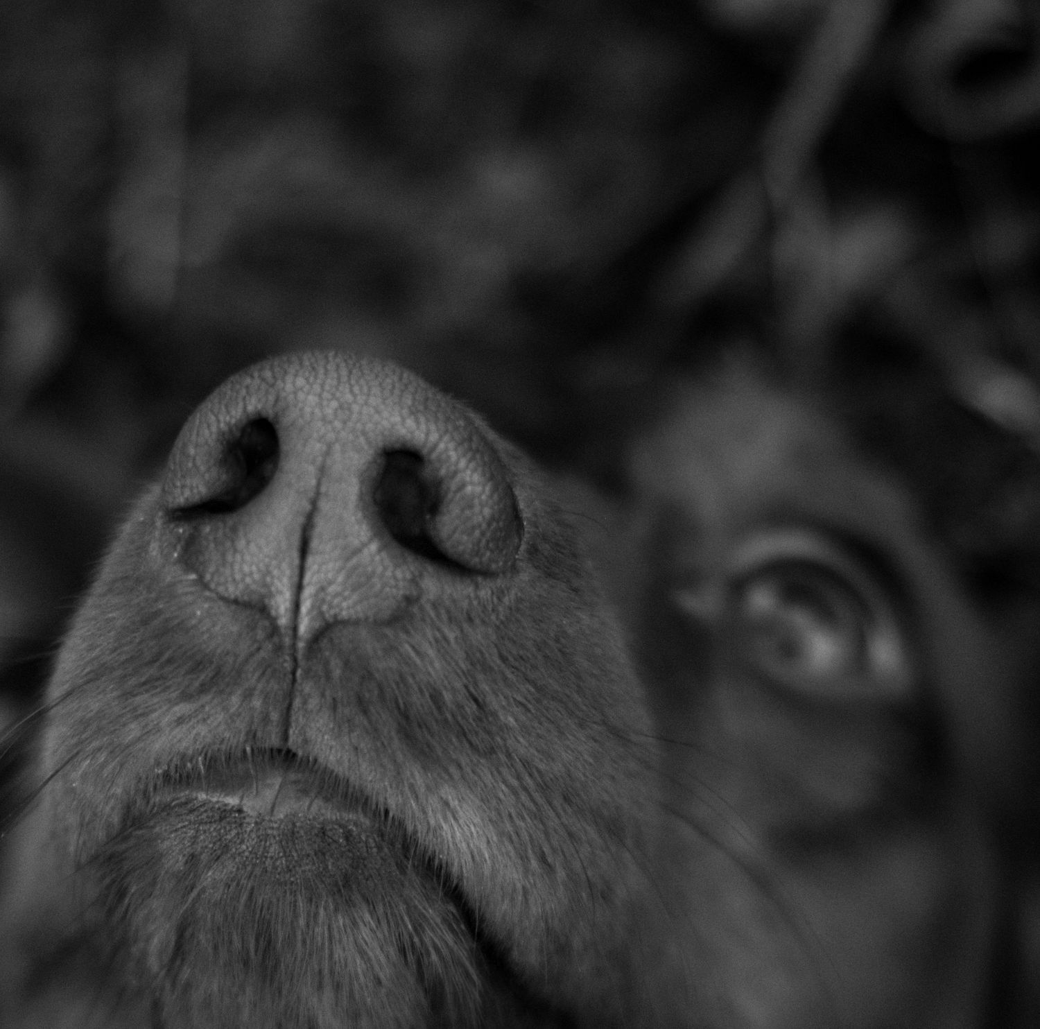 Close-up black and white photo of a dog's nose and eye, showcasing intricate details of a canine face.