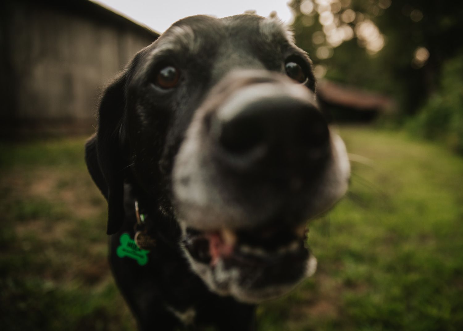 Close-up of a black Labrador dog's nose and face with a green bone-shaped tag on its collar outdoors.