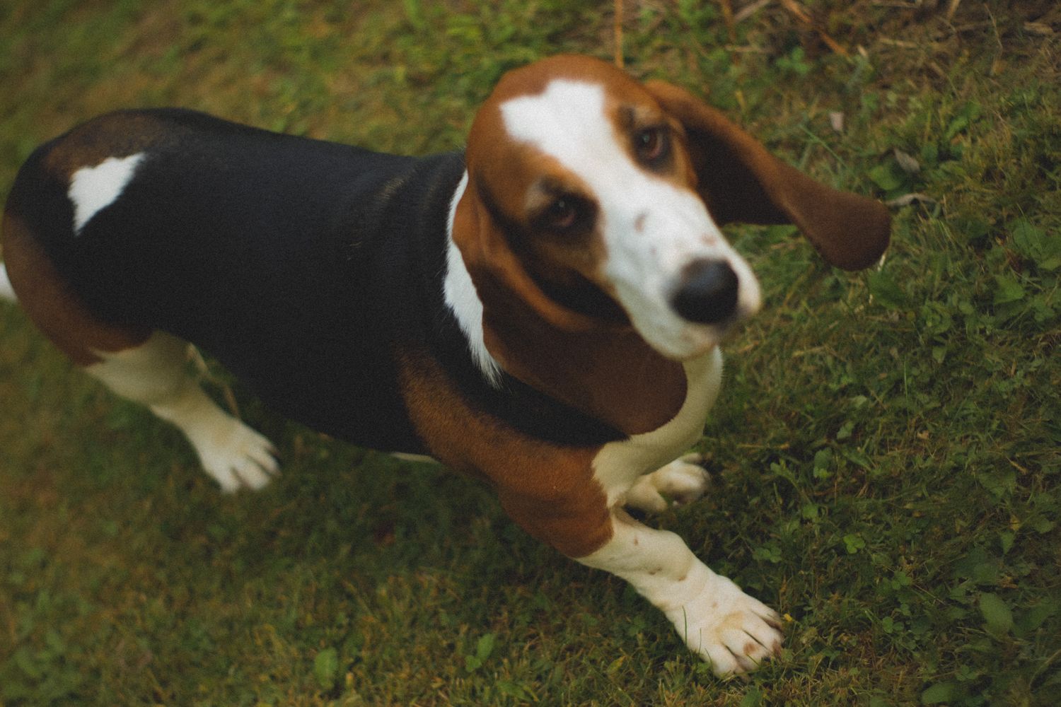 A tricolor Basset Hound dog lying on green grass, looking up with soulful brown eyes.