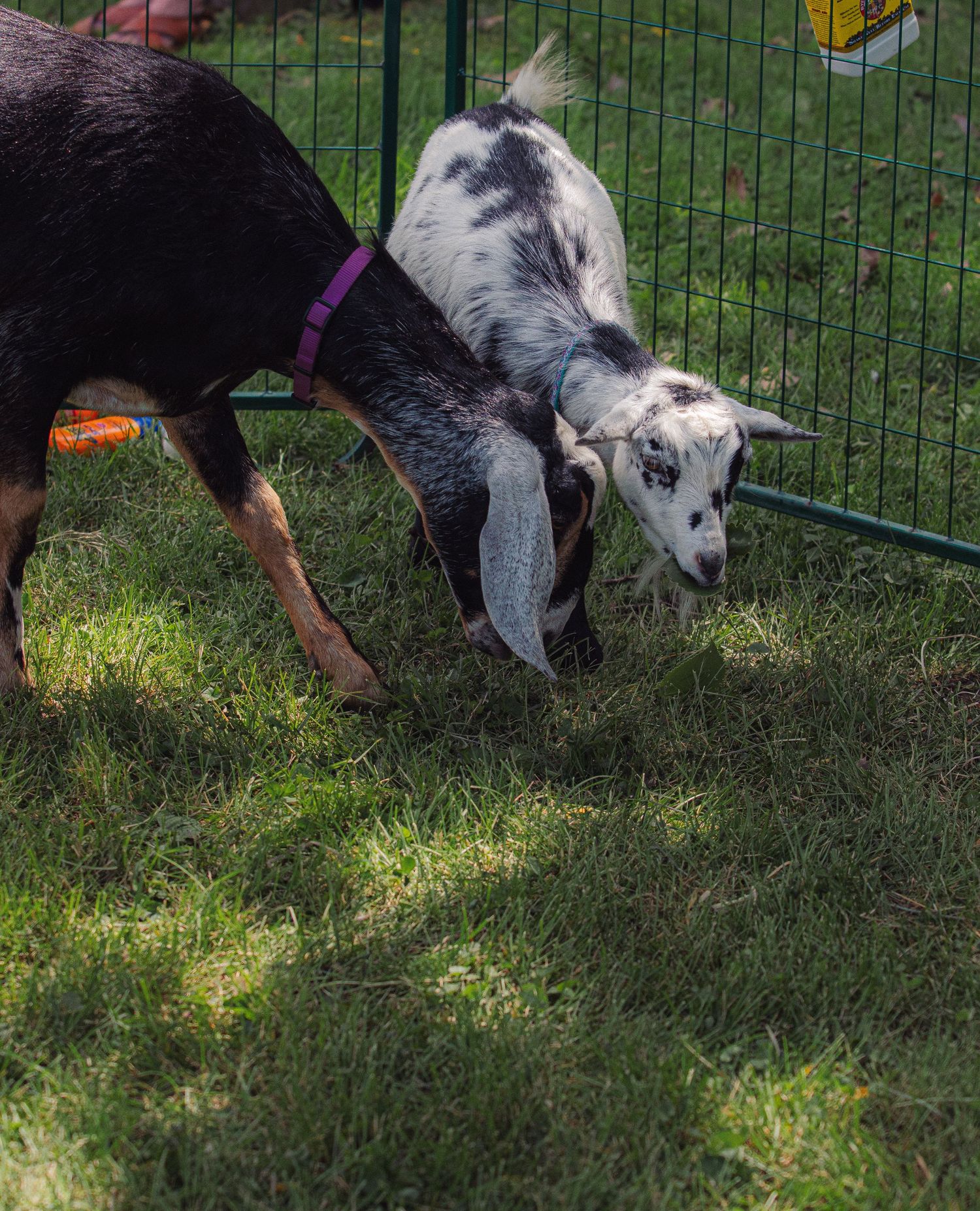 Two young goats grazing on green grass inside a metal fence enclosure, one wearing a purple collar.