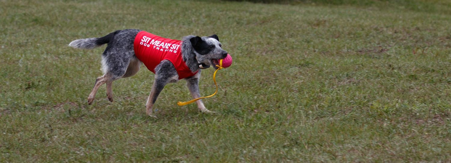 Dog wearing a red service vest walking on grass field during outdoor training session.