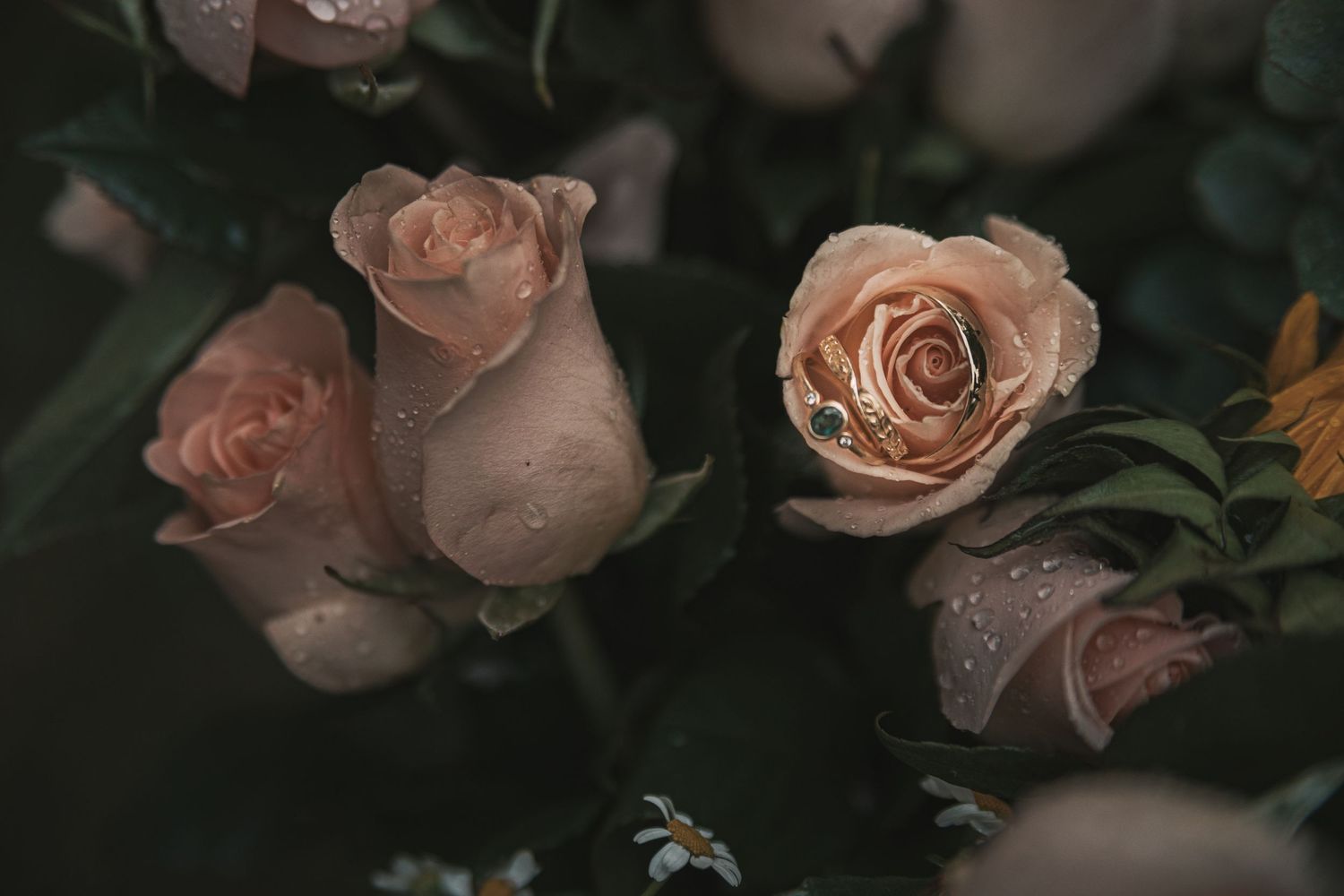Delicate pink roses with water droplets bloom against a dark background in a romantic garden setting.