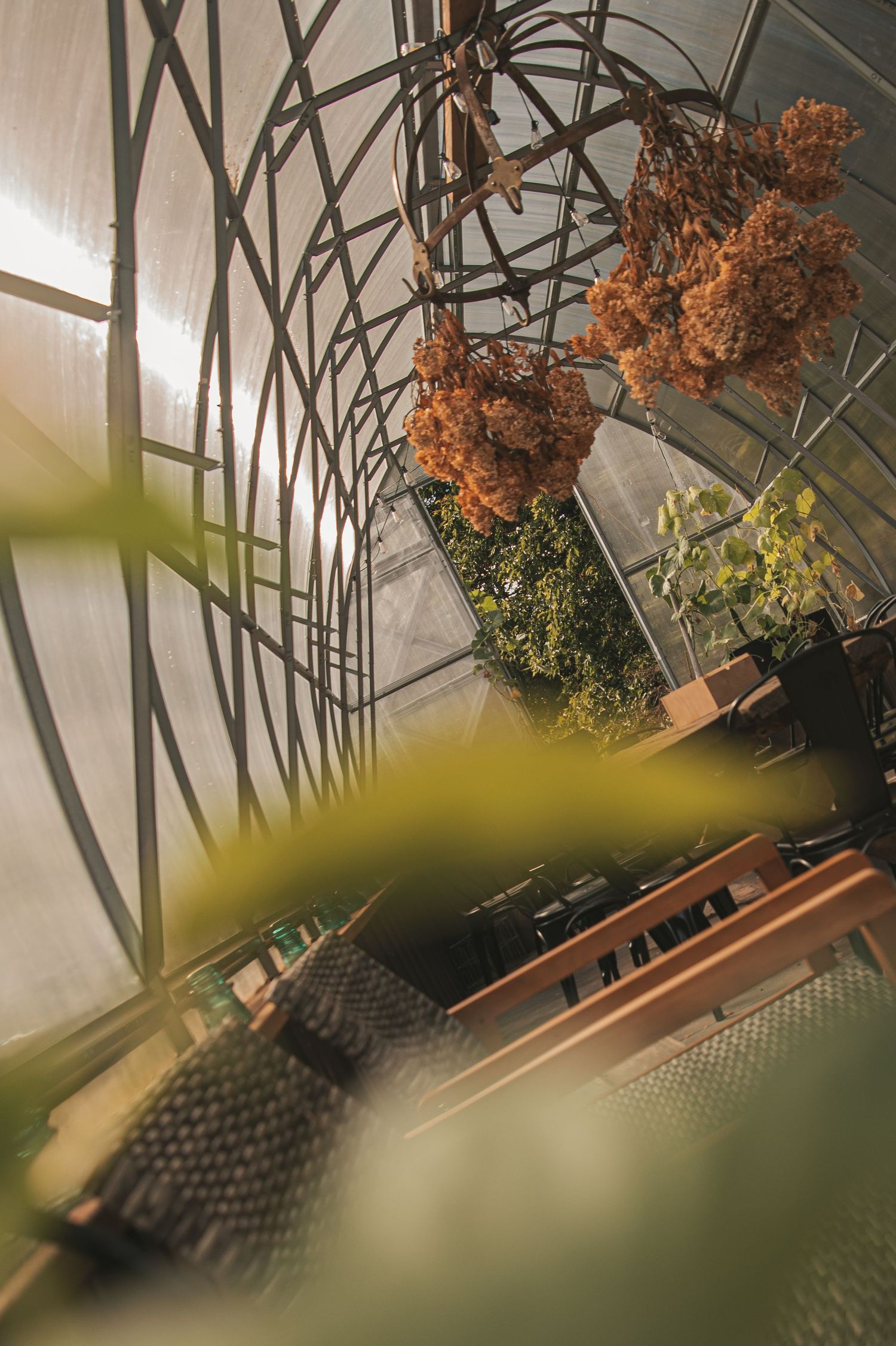 Dried orange flowers hang from metal trellis with sunlight streaming through greenhouse windows creating moody atmosphere.