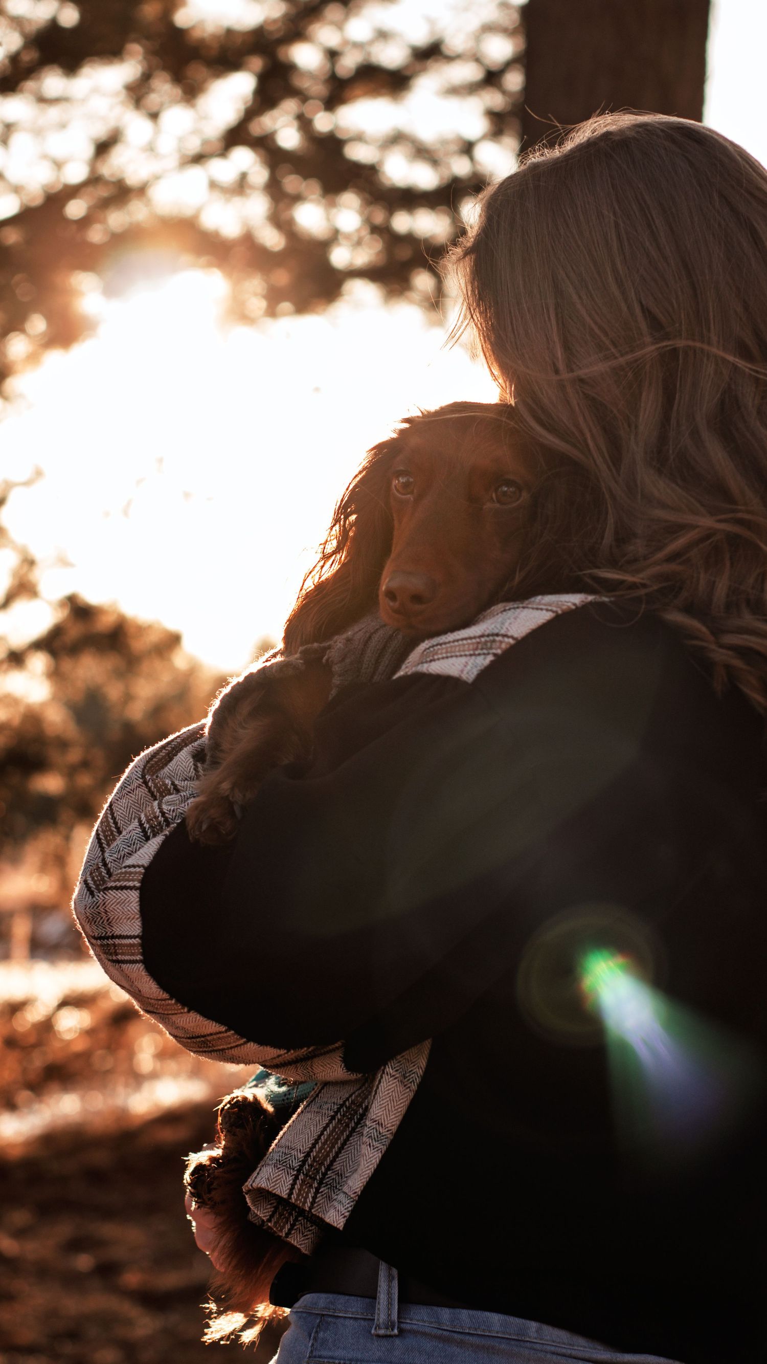 Woman holding a small brown spaniel puppy in golden sunset backlit light outdoors.