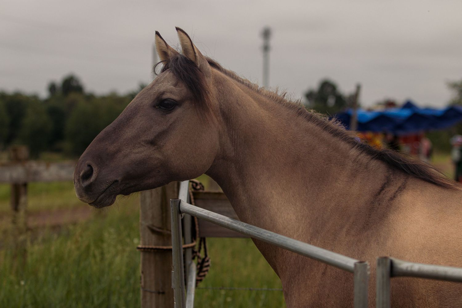 Close-up view of a chestnut brown horse's head peering outside a stable window while other horses stand nearby.