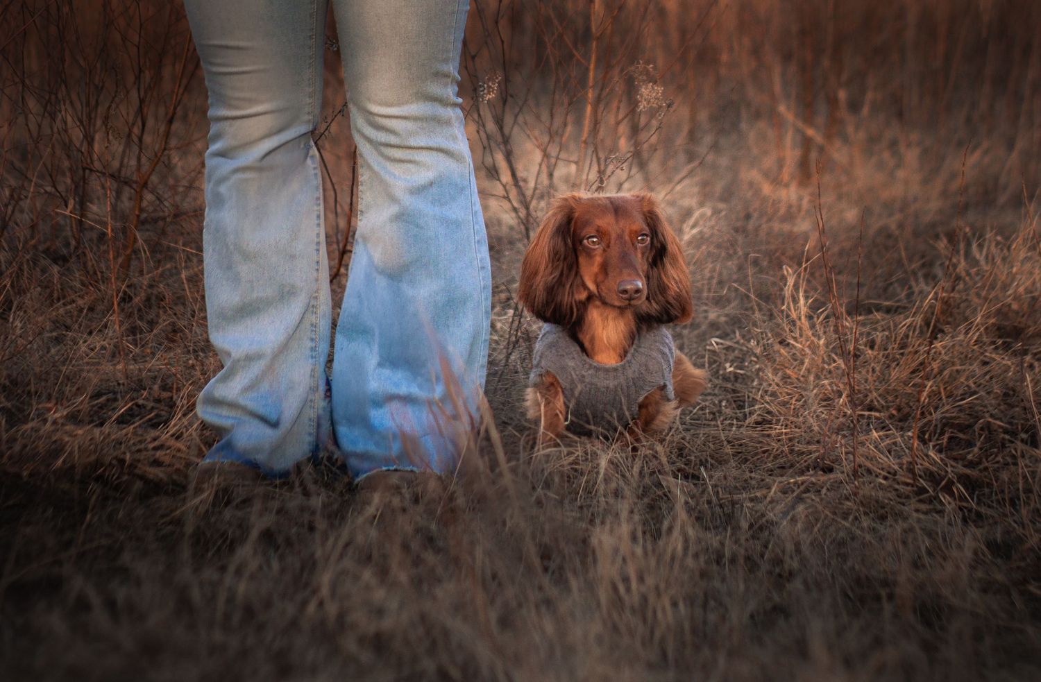 A brown dachshund dog walking through tall grassy field at sunset beside someone wearing blue jeans.