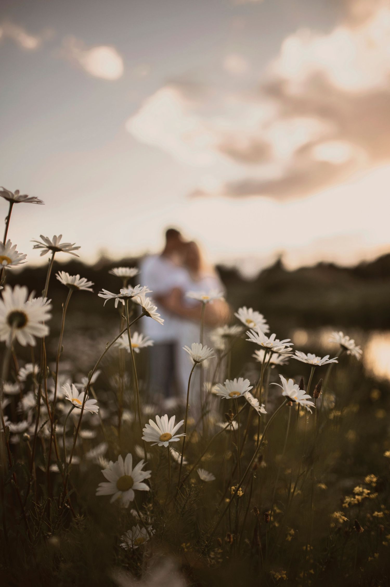 Wild daisies bloom in a meadow during golden hour with soft sunset clouds in background.