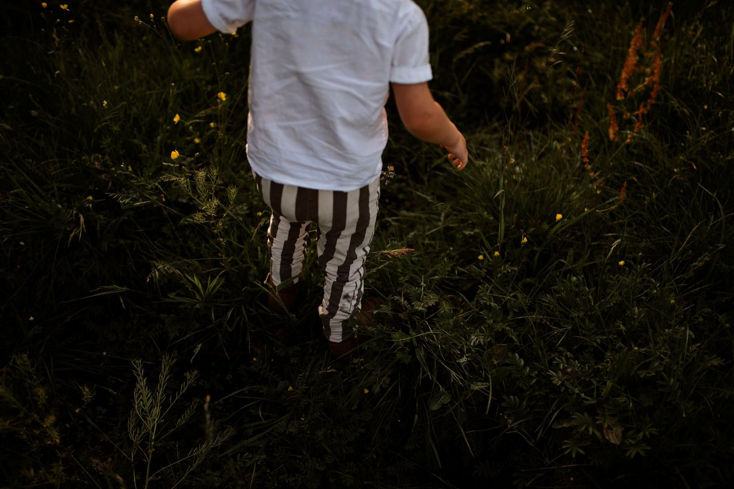 Low angle shot of striped pants walking through dark grass and wildflowers.
