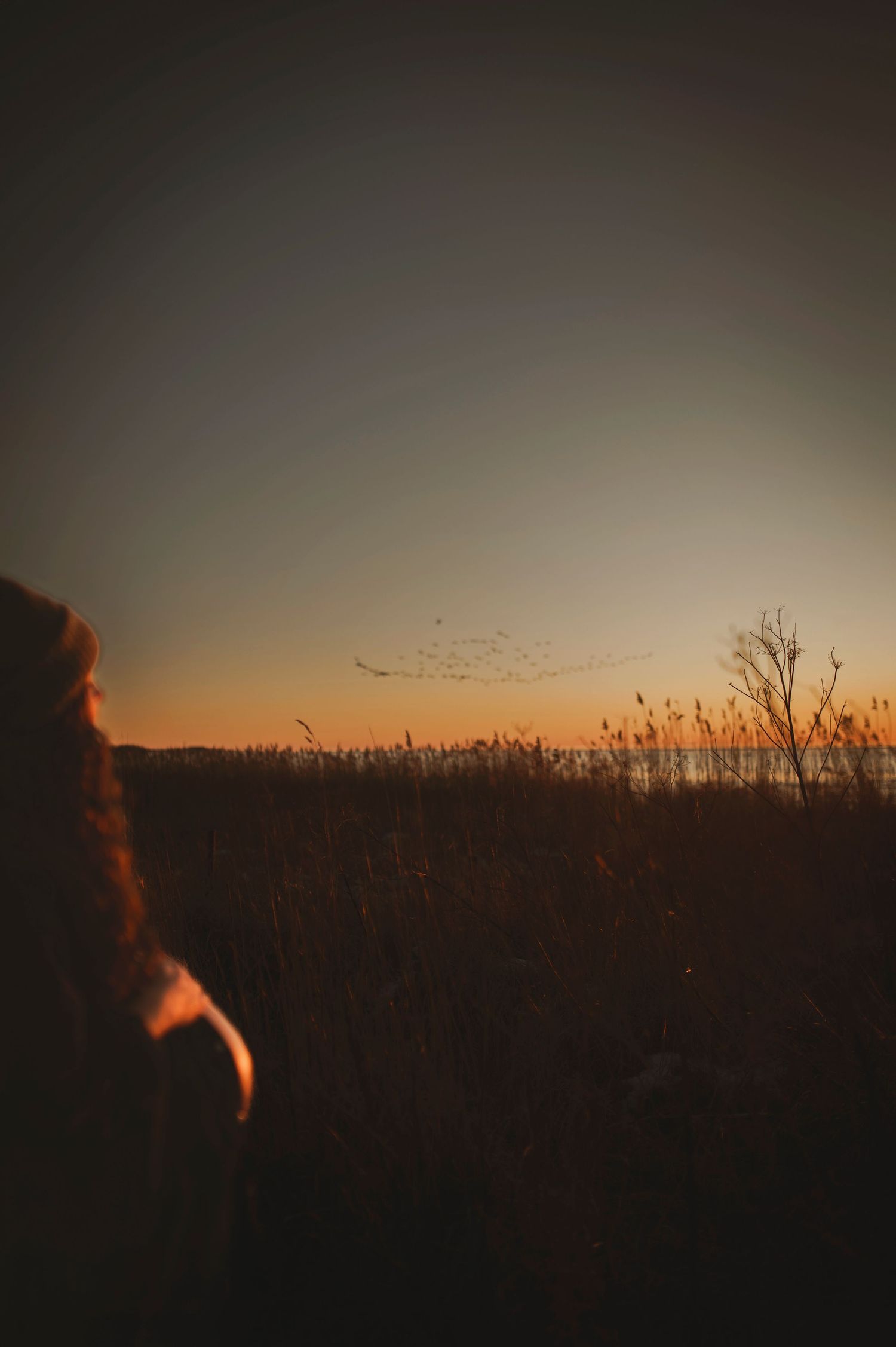 Silhouette of a figure watching birds fly across a sunset sky.