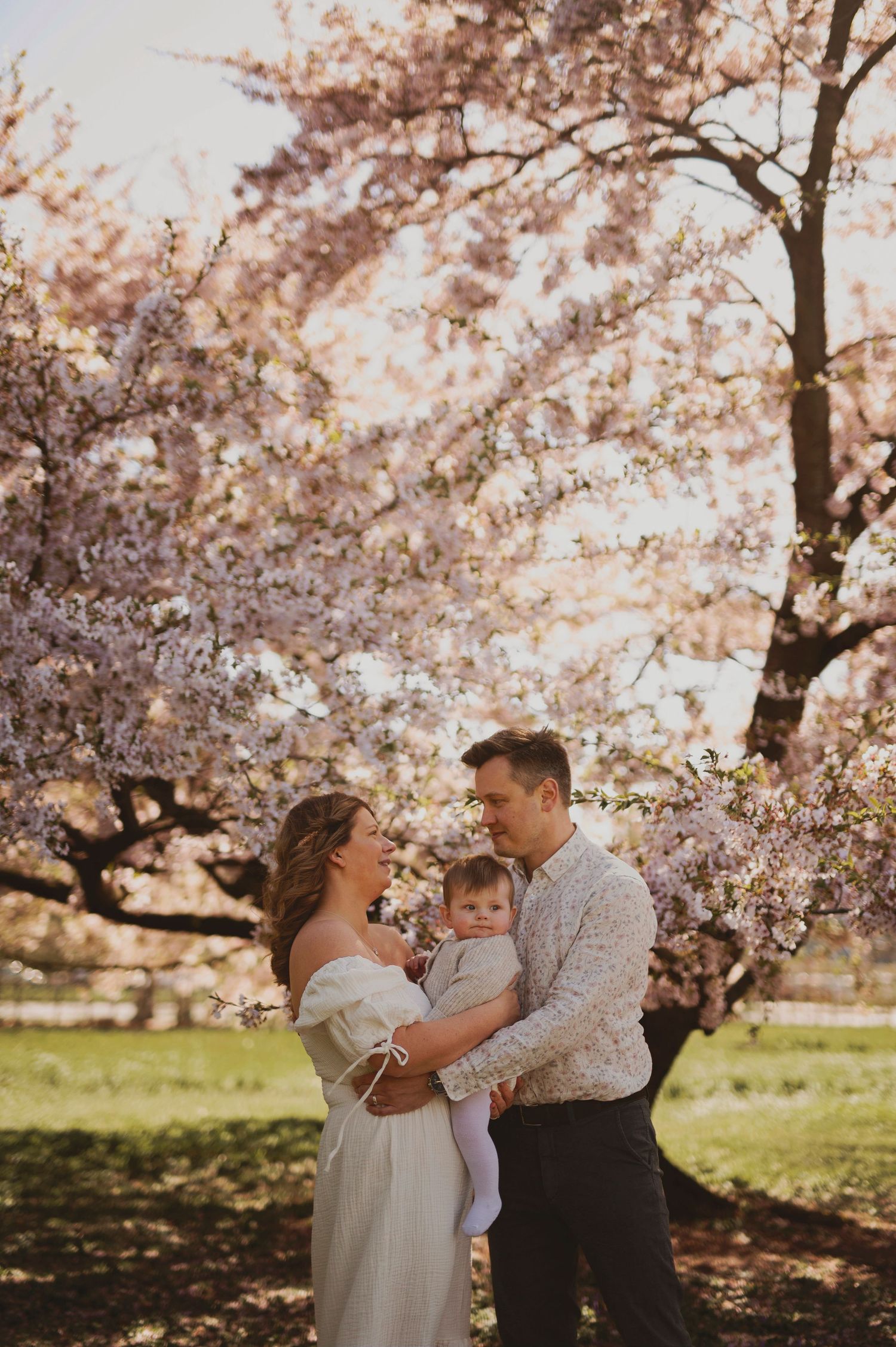 A springtime family portrait beneath blooming cherry blossom trees in a park.