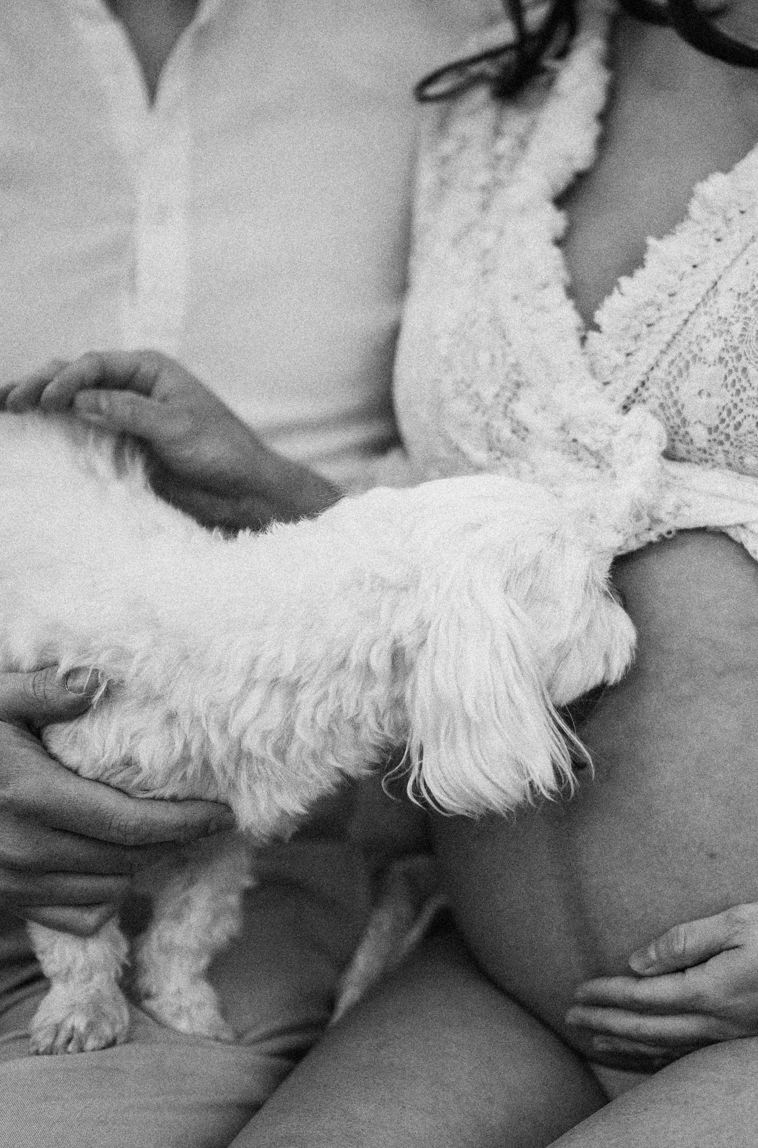A small white dog curled up in someone's lap wearing a lacy white dress in black and white.
