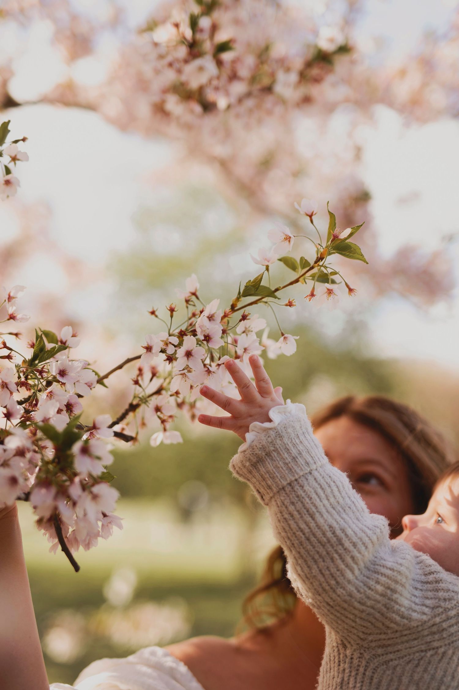 A baby reaches up to touch cherry blossoms while being held in spring sunlight.