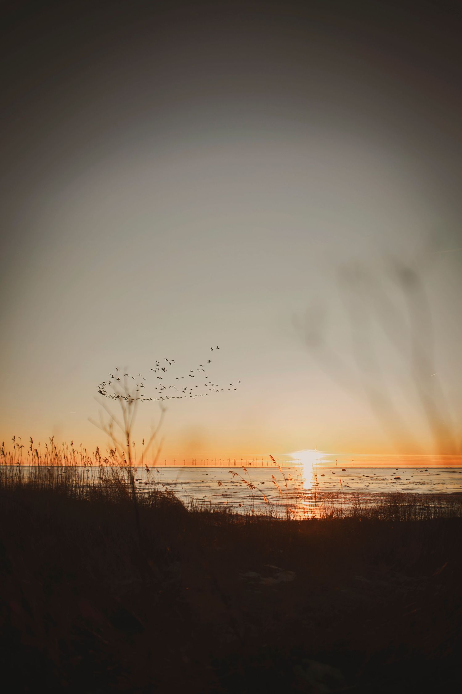 Dramatic sunset over a lake with silhouetted wild grasses in the foreground.