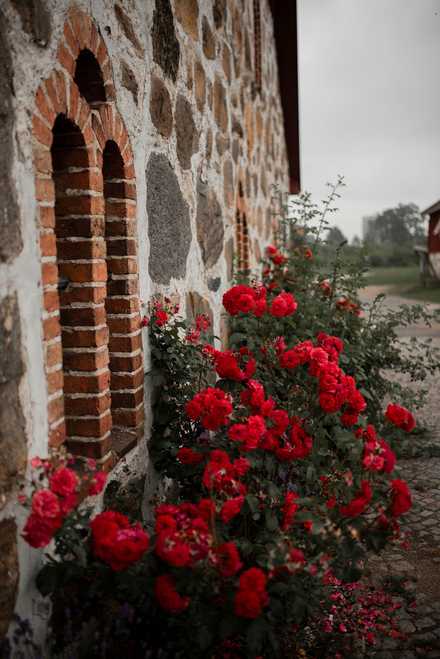 Red climbing roses against a stone and brick wall with arched windows.