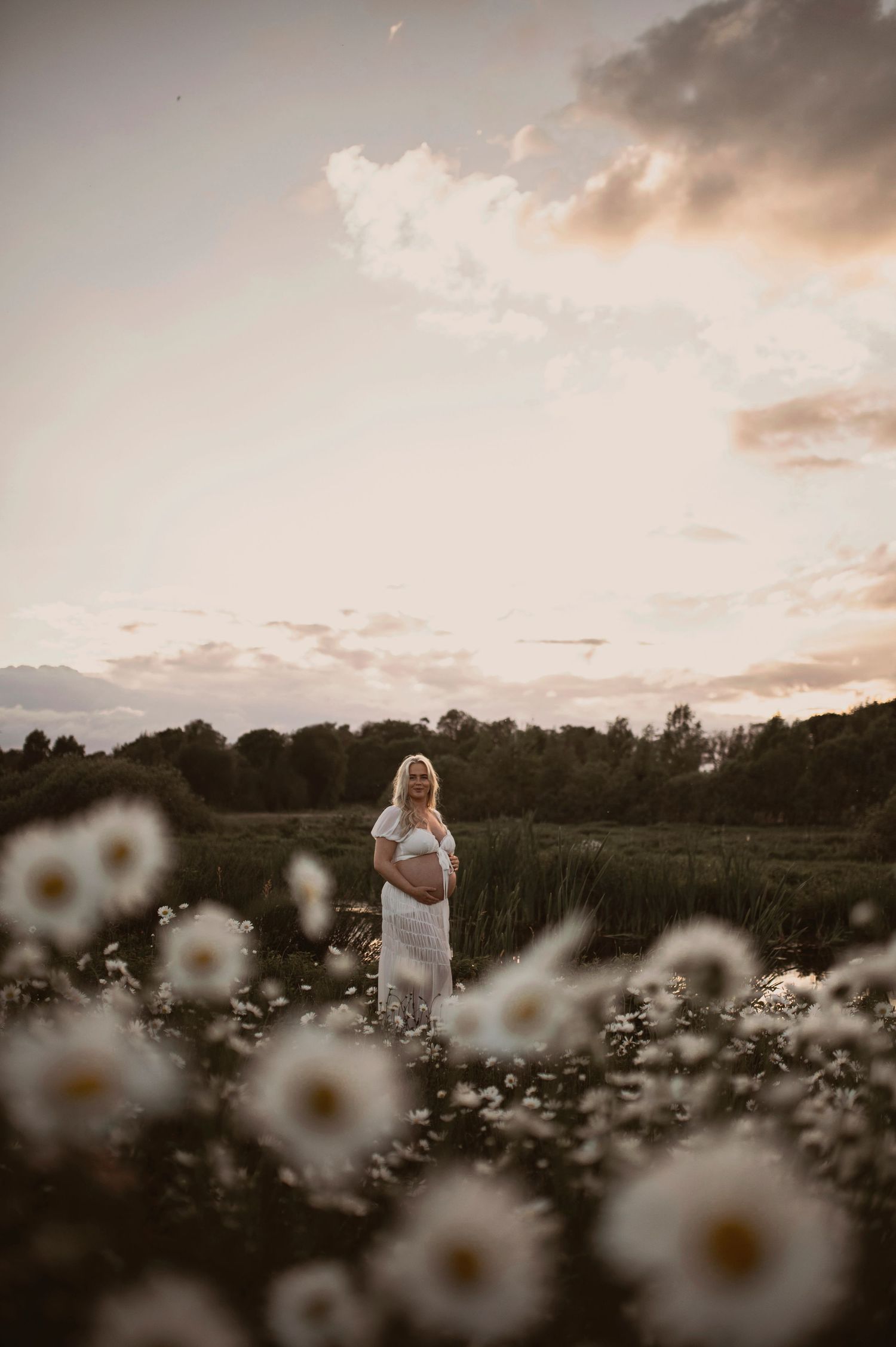 A dreamy field of blooming white daisies at sunset with soft lighting and silhouetted trees in the background.