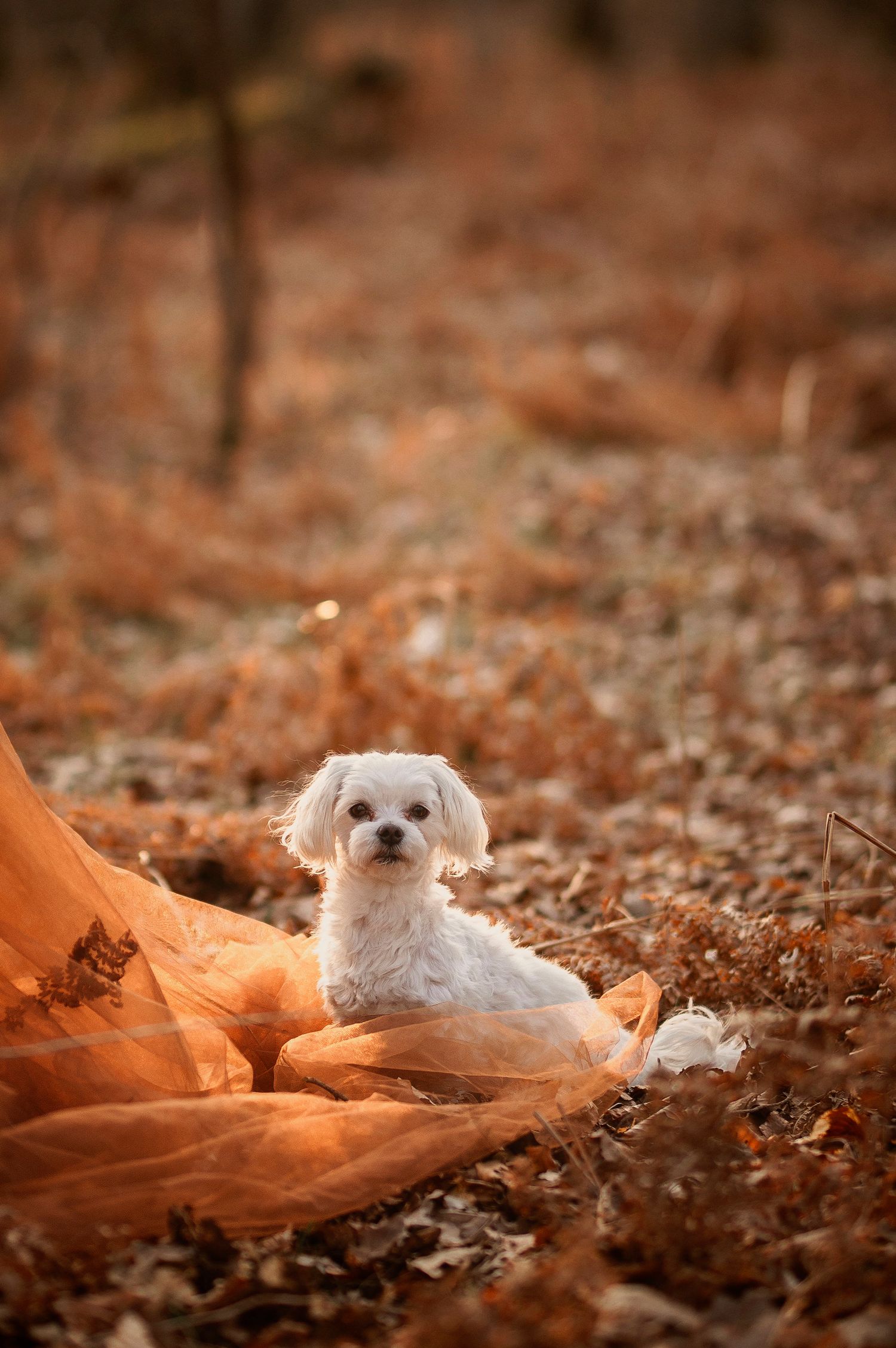 A small white Maltese puppy sits on an orange fabric backdrop against a brown autumn background.