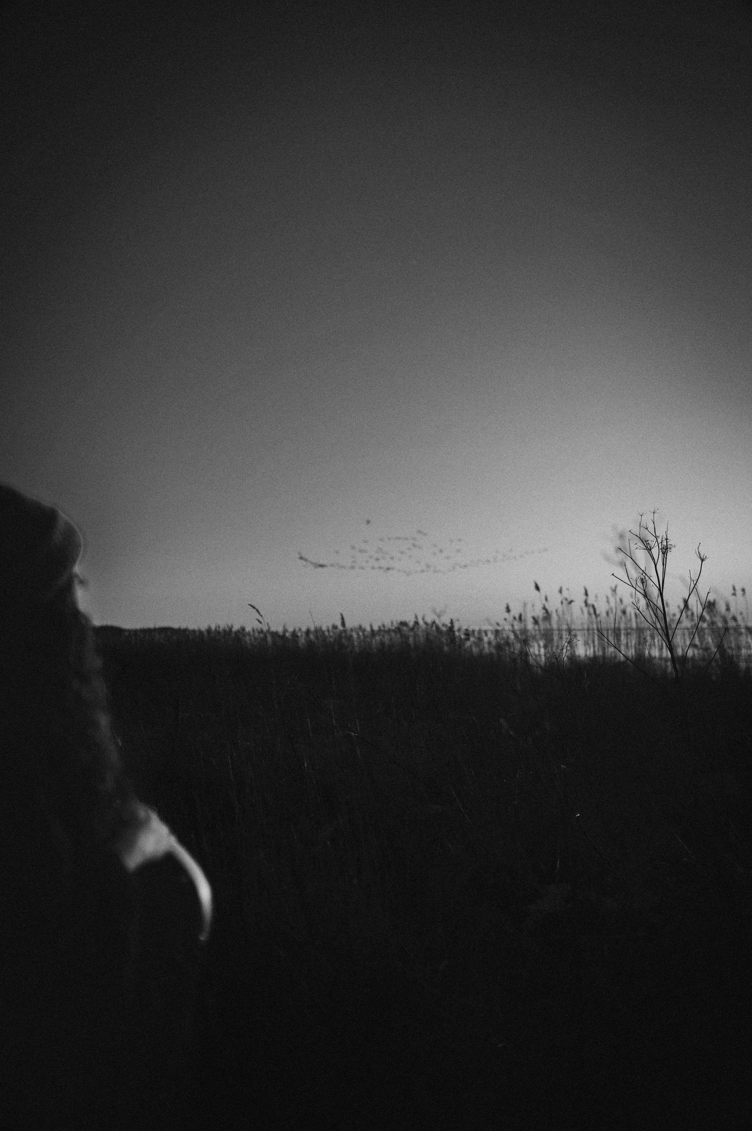 Black and white landscape with tall grass and flying birds at dusk.