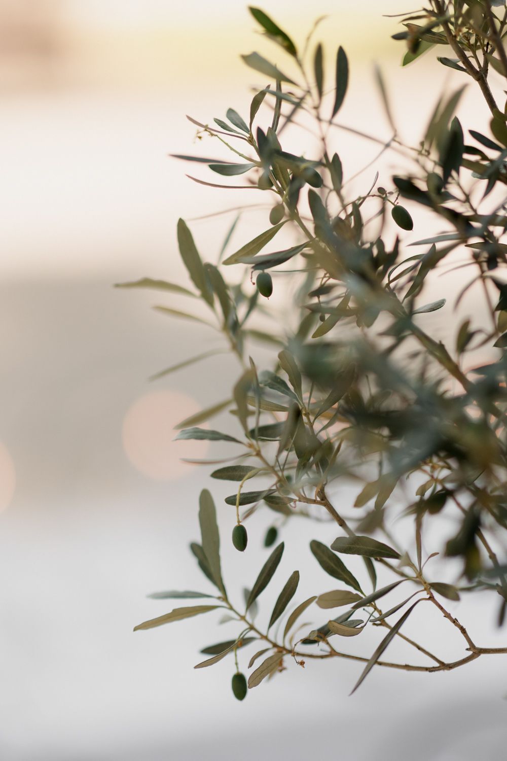 Close-up view of olive tree branches with small dark olives growing among green leaves in soft light.