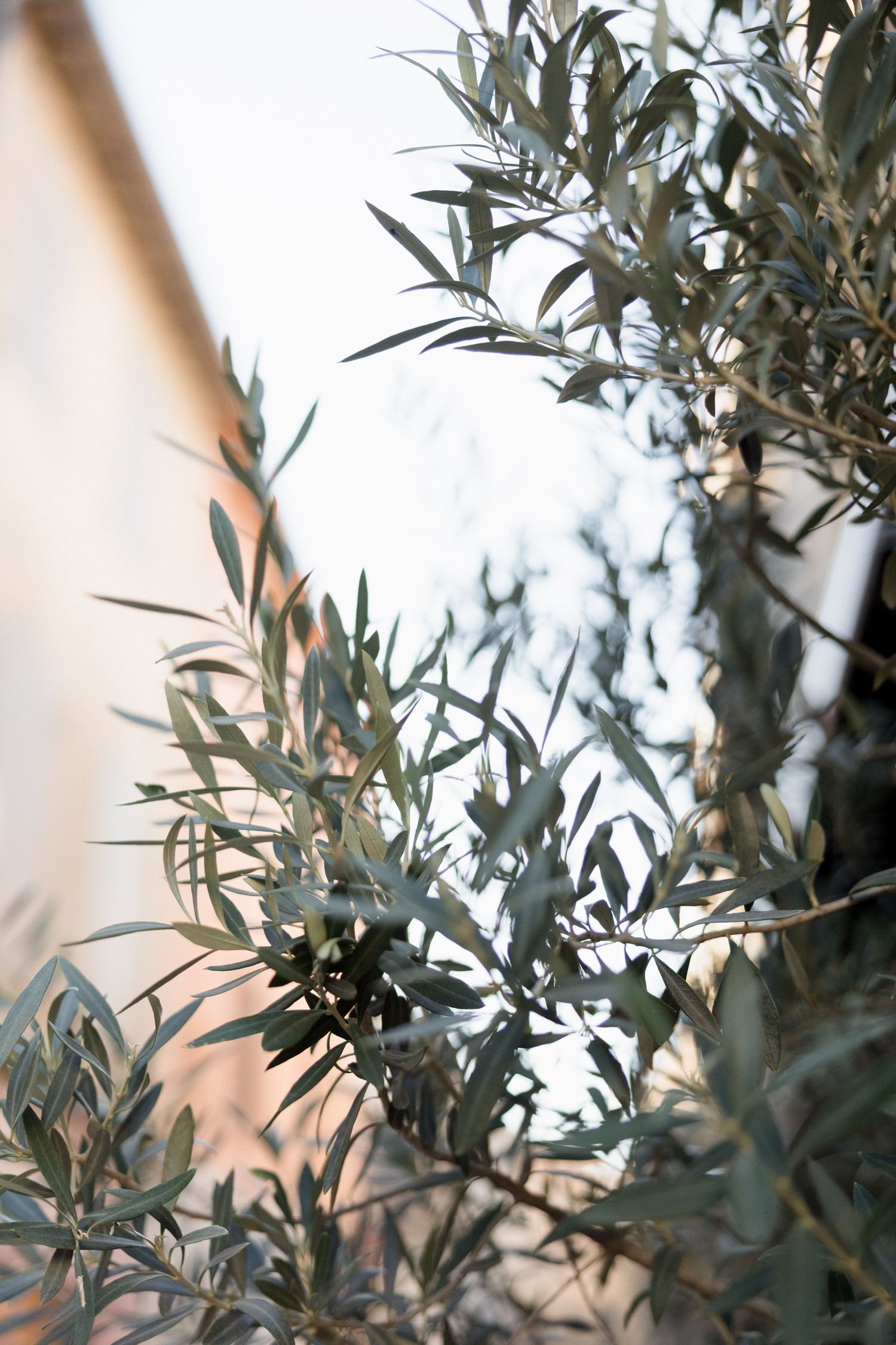 Olive tree branches with green leaves silhouetted against a soft, blurred beige background in natural lighting.