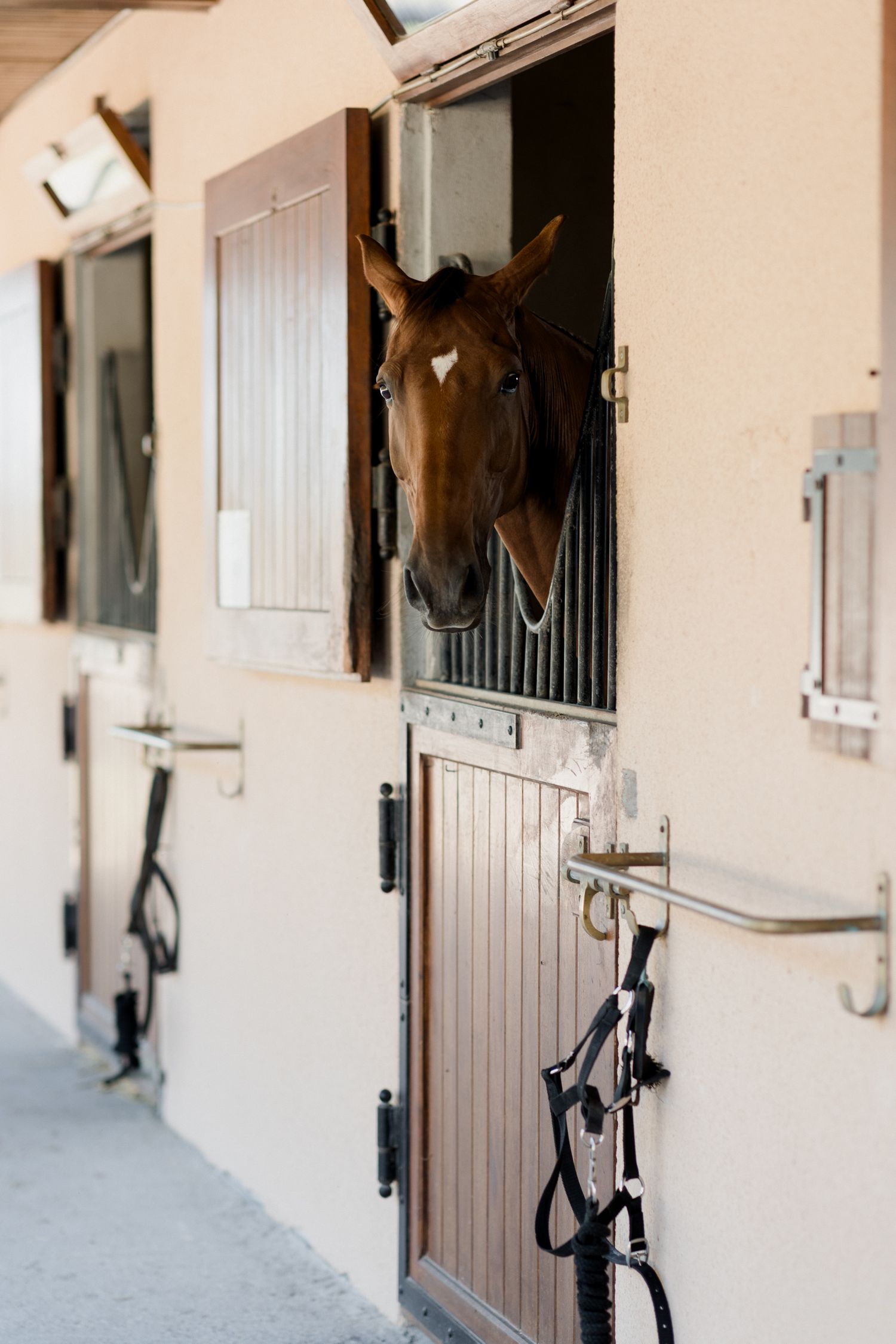 Row of horse stables with wooden doors and white walls showing curious horses peeking out from their stalls.