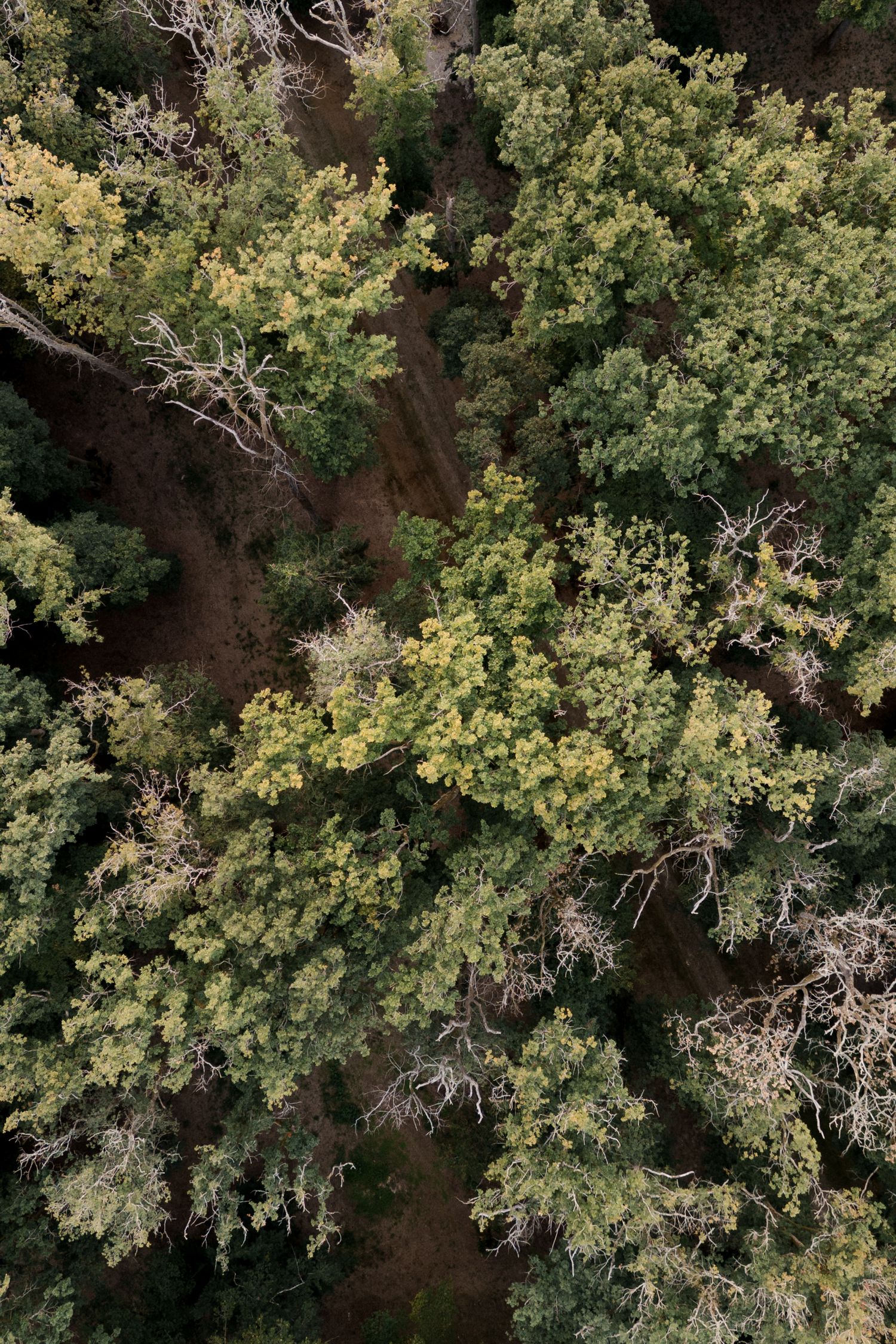 Aerial view of dense forest canopy with green treetops and scattered bare branches creating natural patterns.