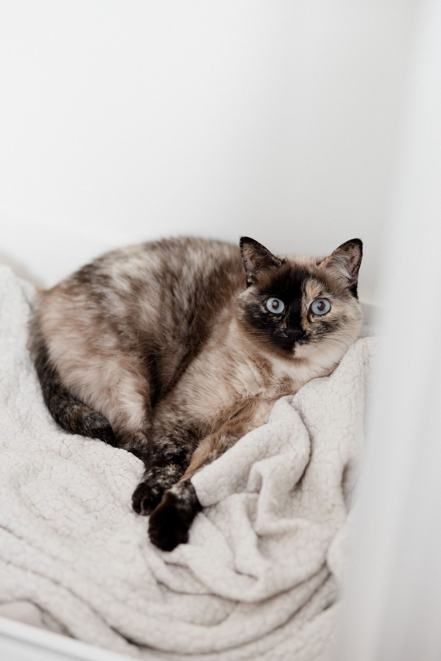 A fluffy Siamese cat with blue eyes resting on a soft white blanket against a light background.