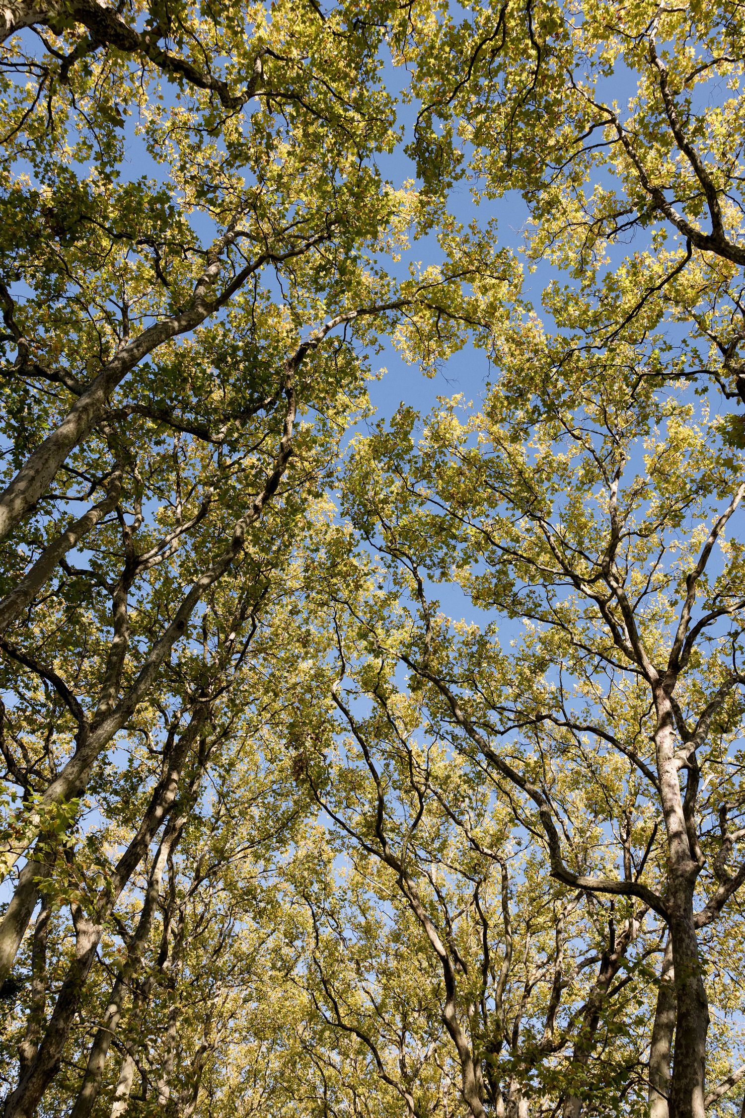 Looking up through tall trees with yellow-green spring foliage against a bright blue sky.