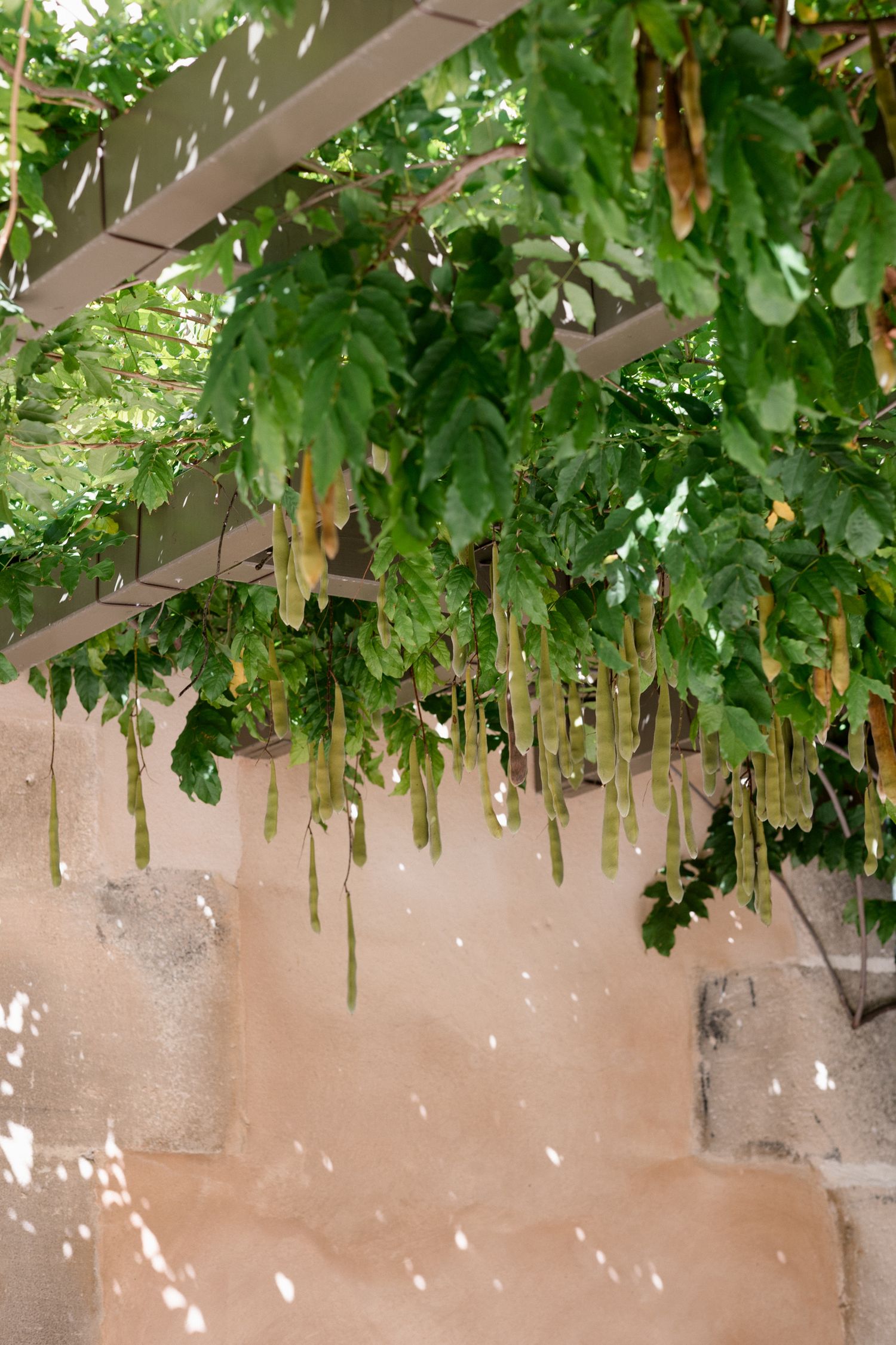 Long green seed pods hang from vines growing over a beige wall with dappled sunlight creating shadows.