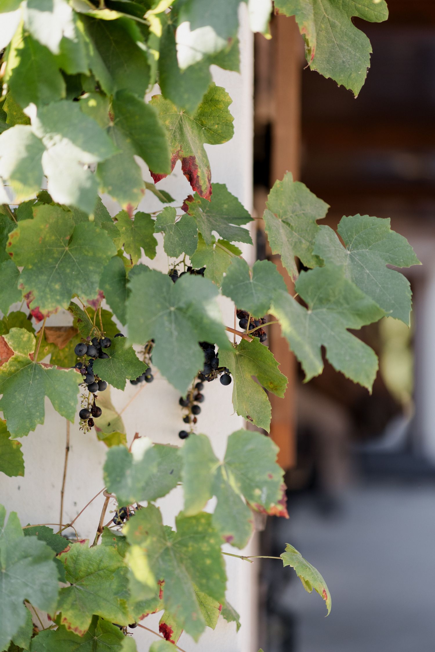 Green grape vines with clusters of dark purple grapes growing against a blurred background.