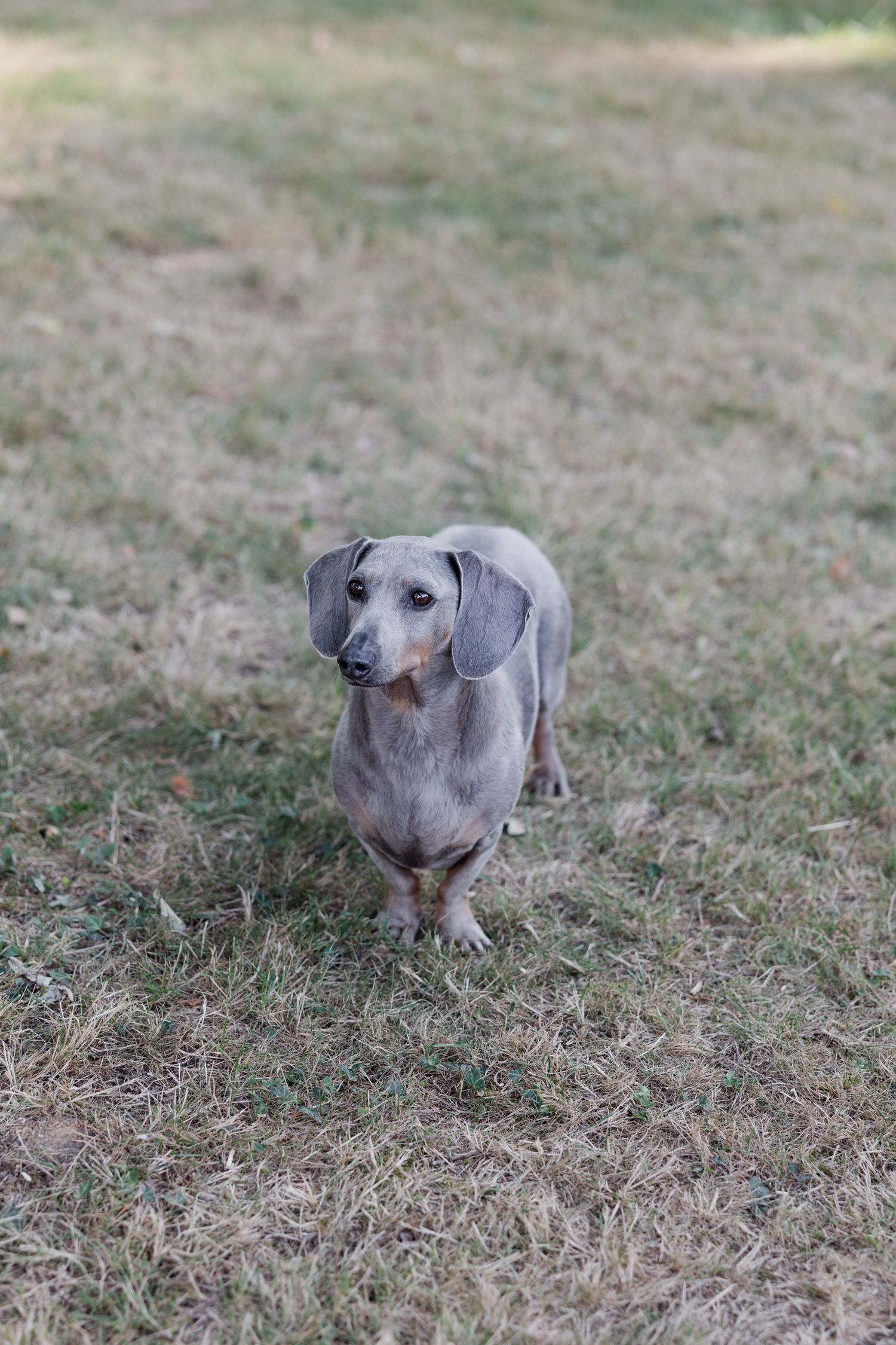 A small gray dachshund puppy walking on dry grass in a sequence of four connected photos.