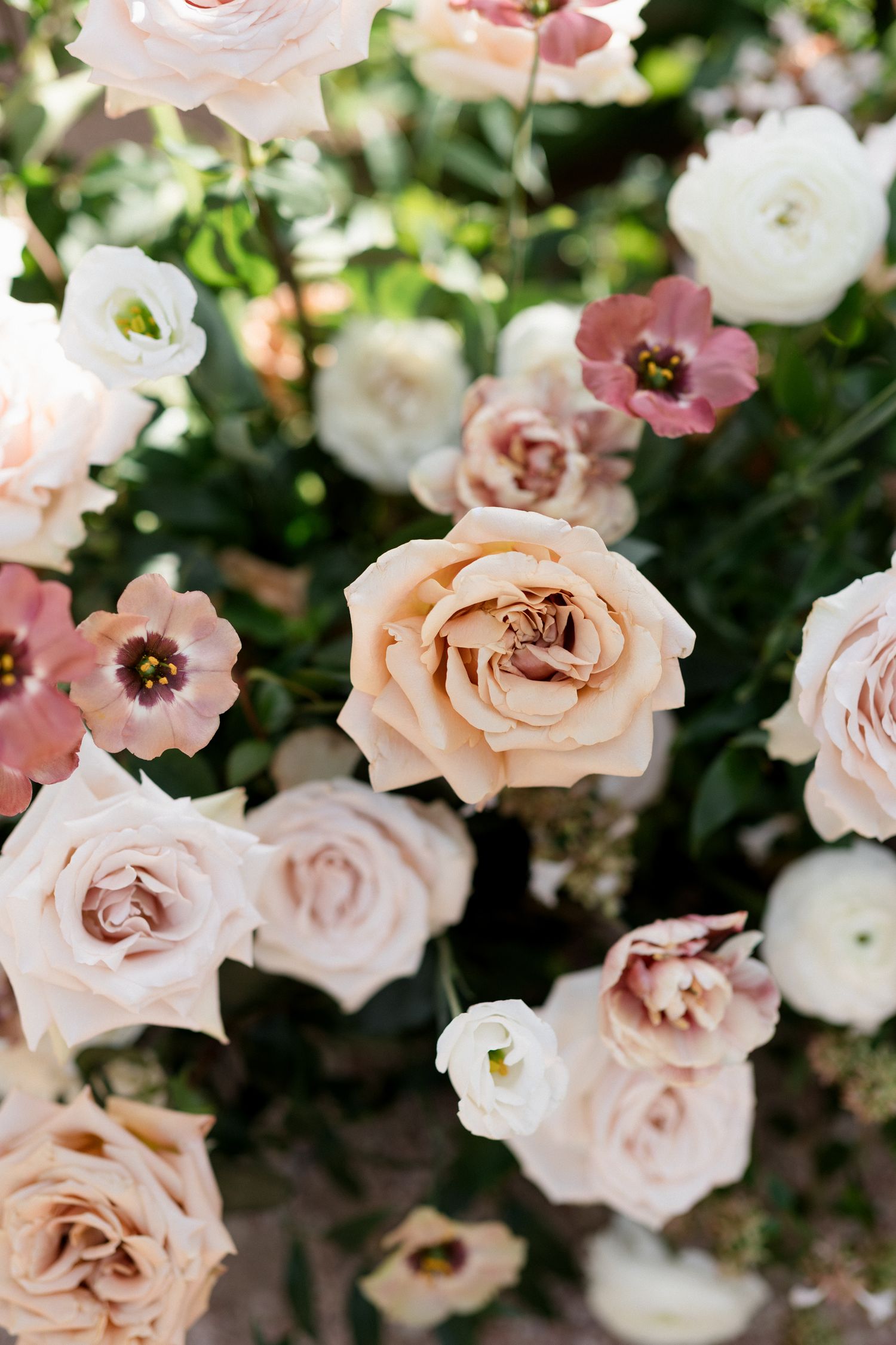 Beautiful garden roses in soft peach and blush pink tones bloom among green foliage in a romantic floral display.