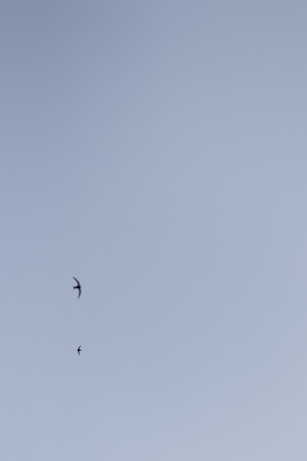Two small birds soaring against a pale gray sky in a minimalist composition.
