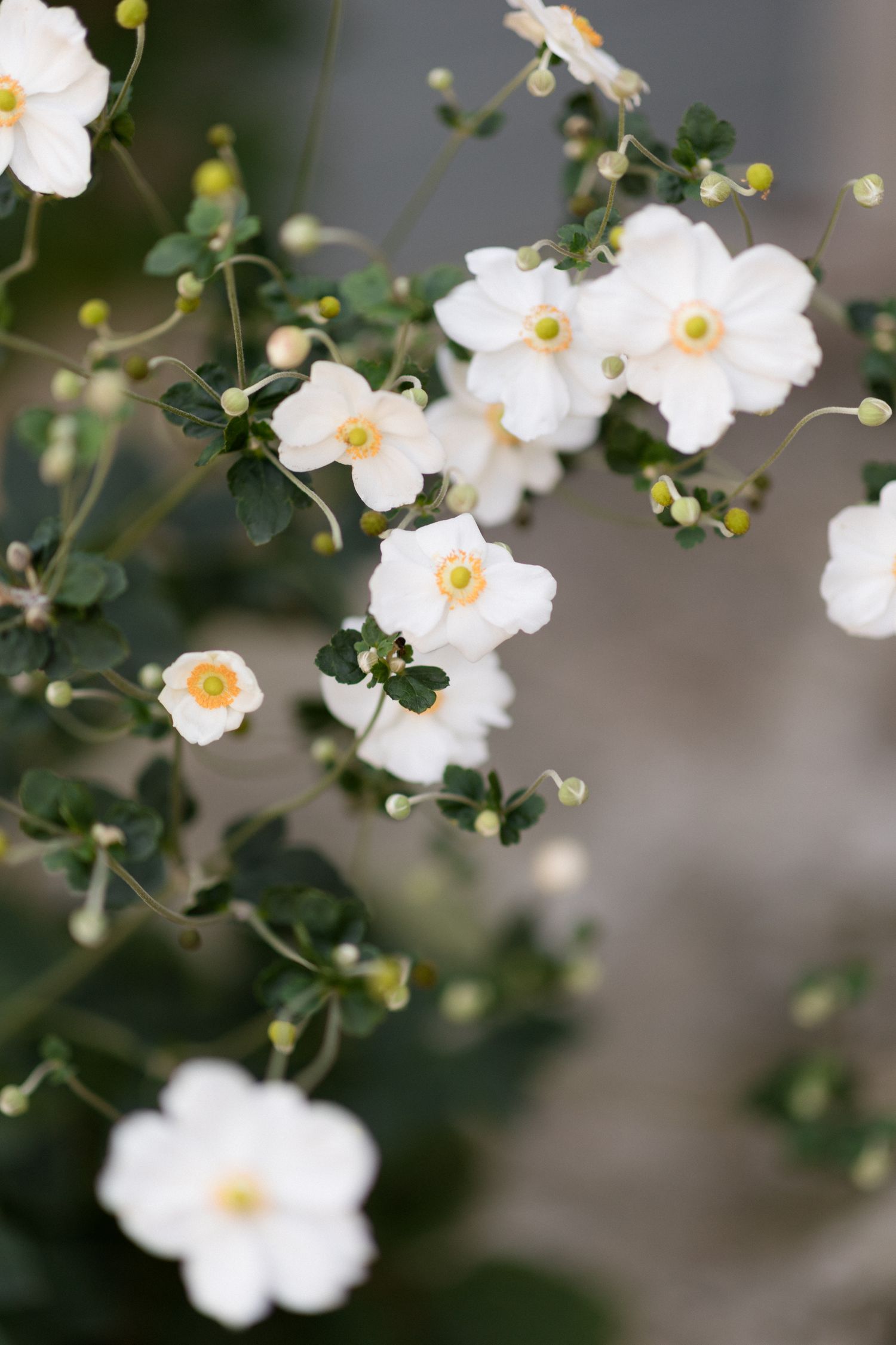 Delicate white rock rose flowers with yellow centers bloom against a soft blurred green background.
