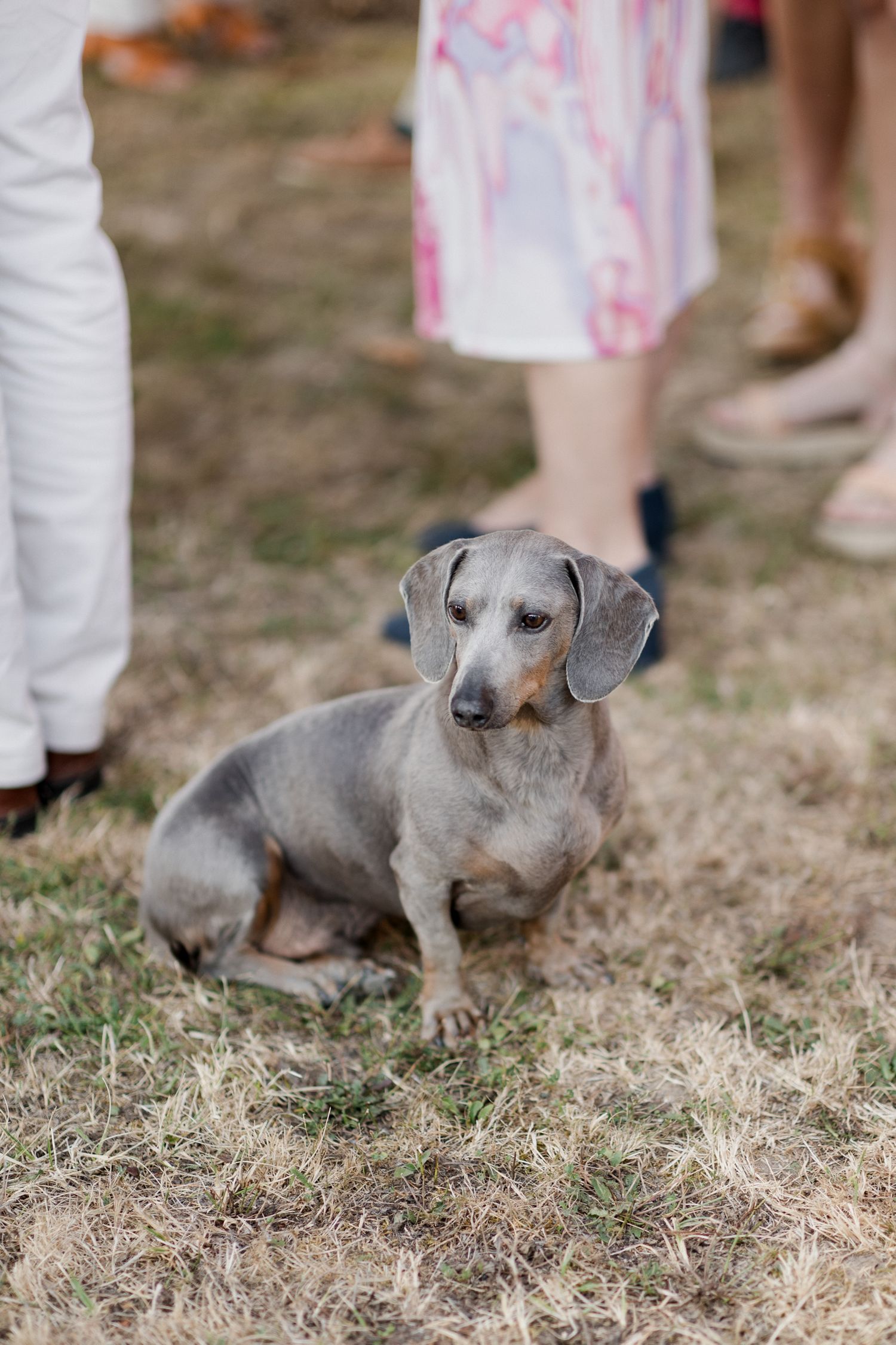 A gray dachshund sits attentively on dry grass while people stand nearby in the background.