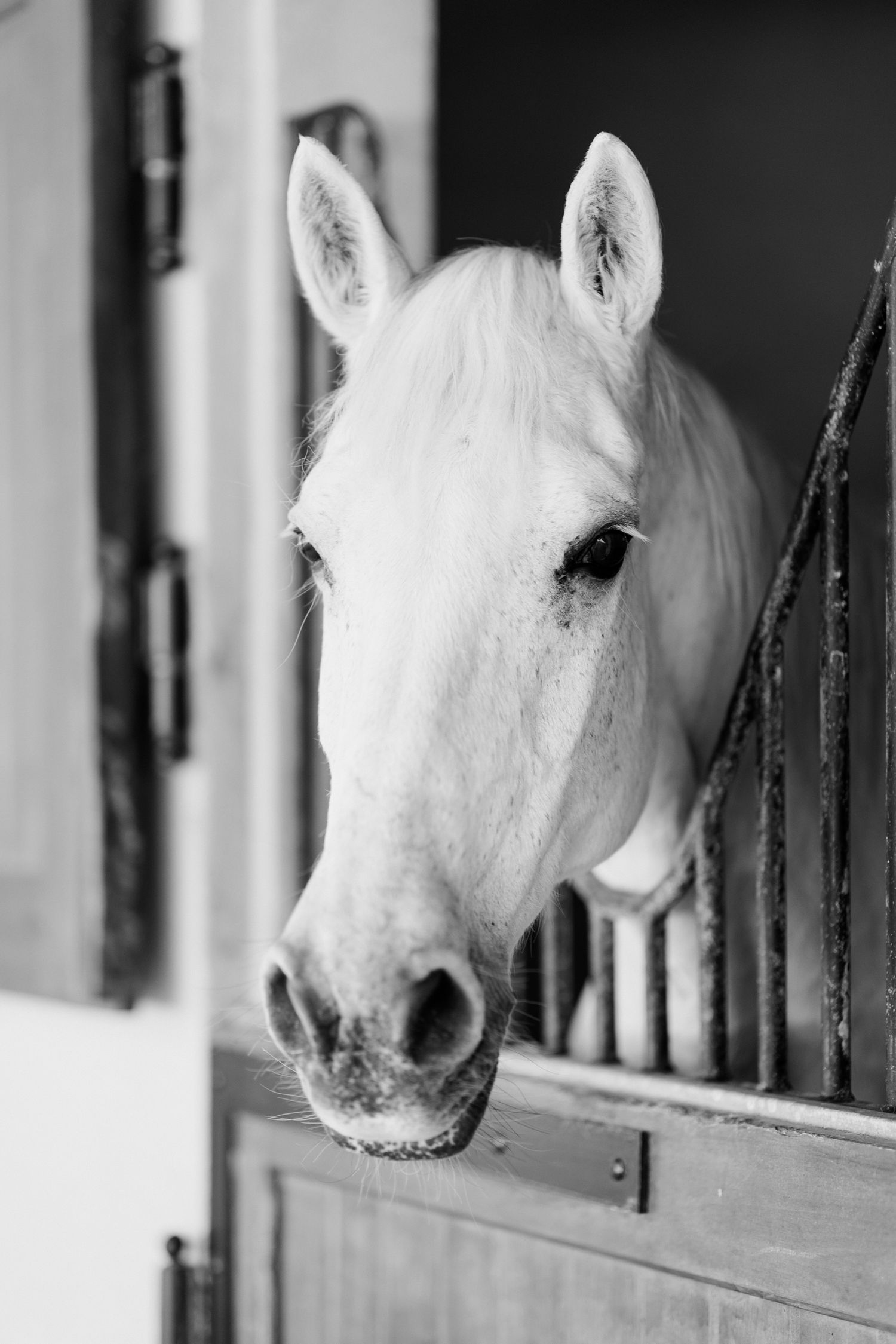 A series of four black and white photos showing a white horse peeking through stable bars.