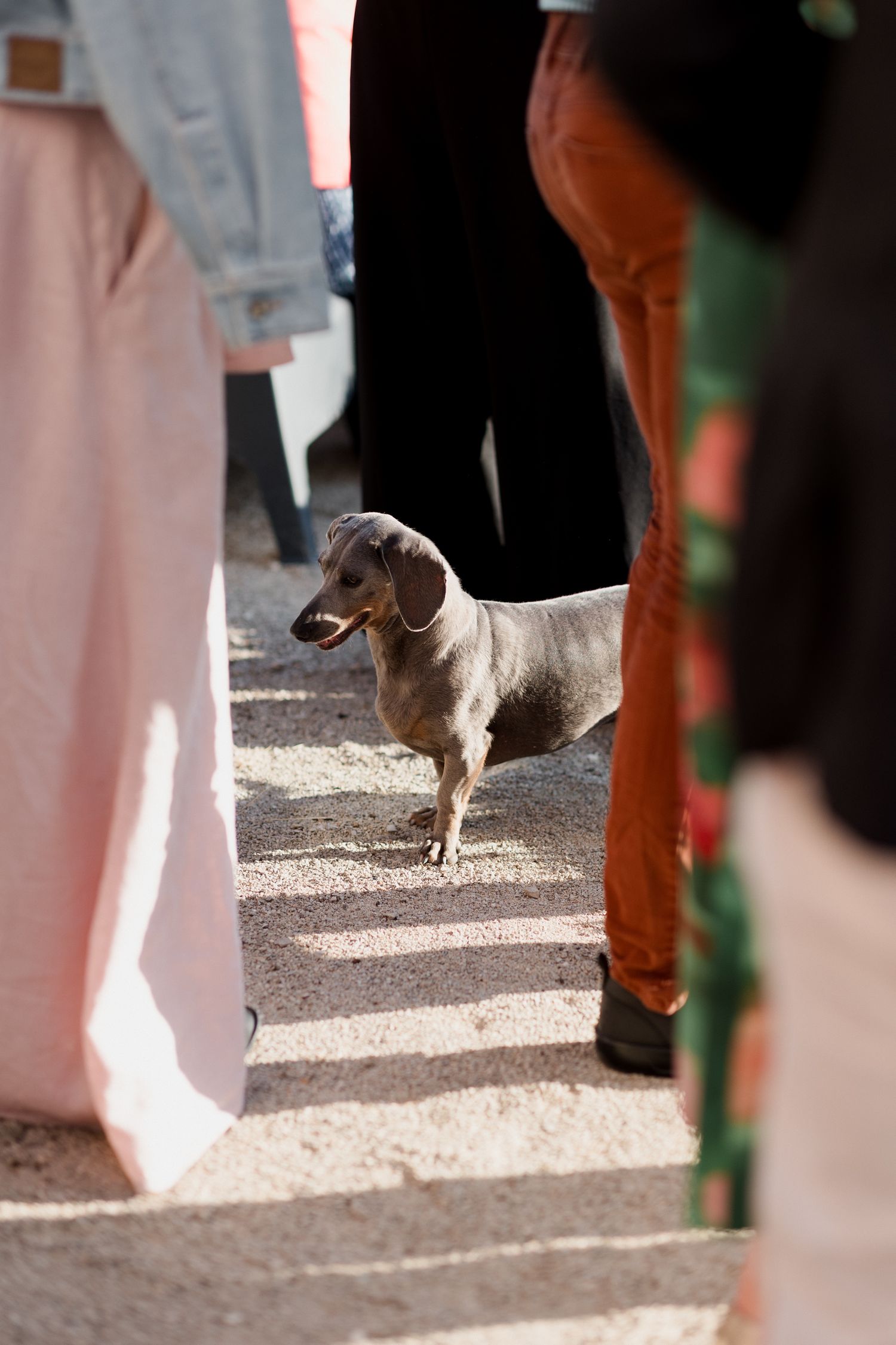 A dachshund stands among people's legs on concrete steps, photographed from a low angle.