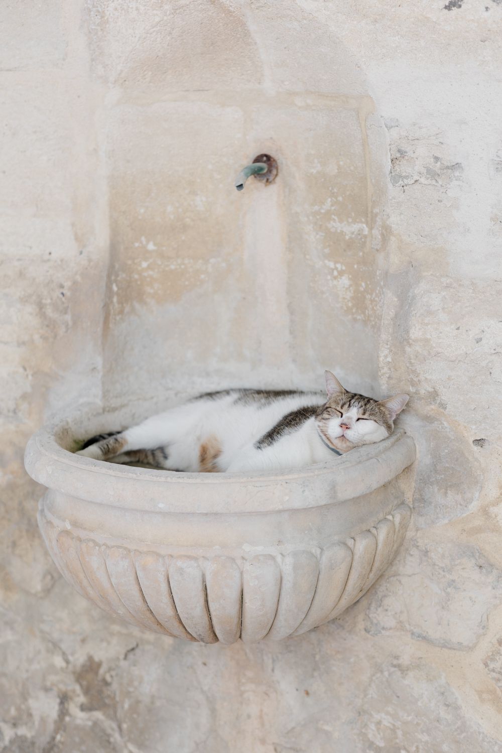 Contented cat sleeping in decorative wall-mounted stone fountain basin against a weathered beige wall. Auberge de la Treille, Avignon