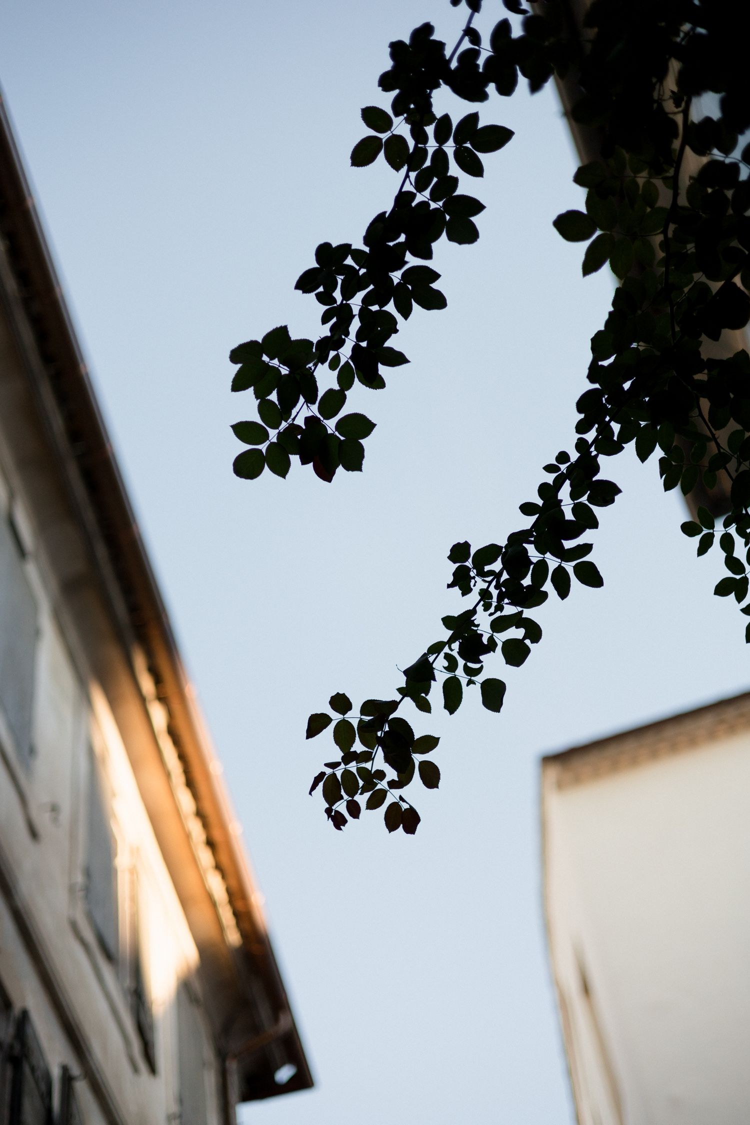 Tree branches with leaves frame white building walls against a light sky at dusk.